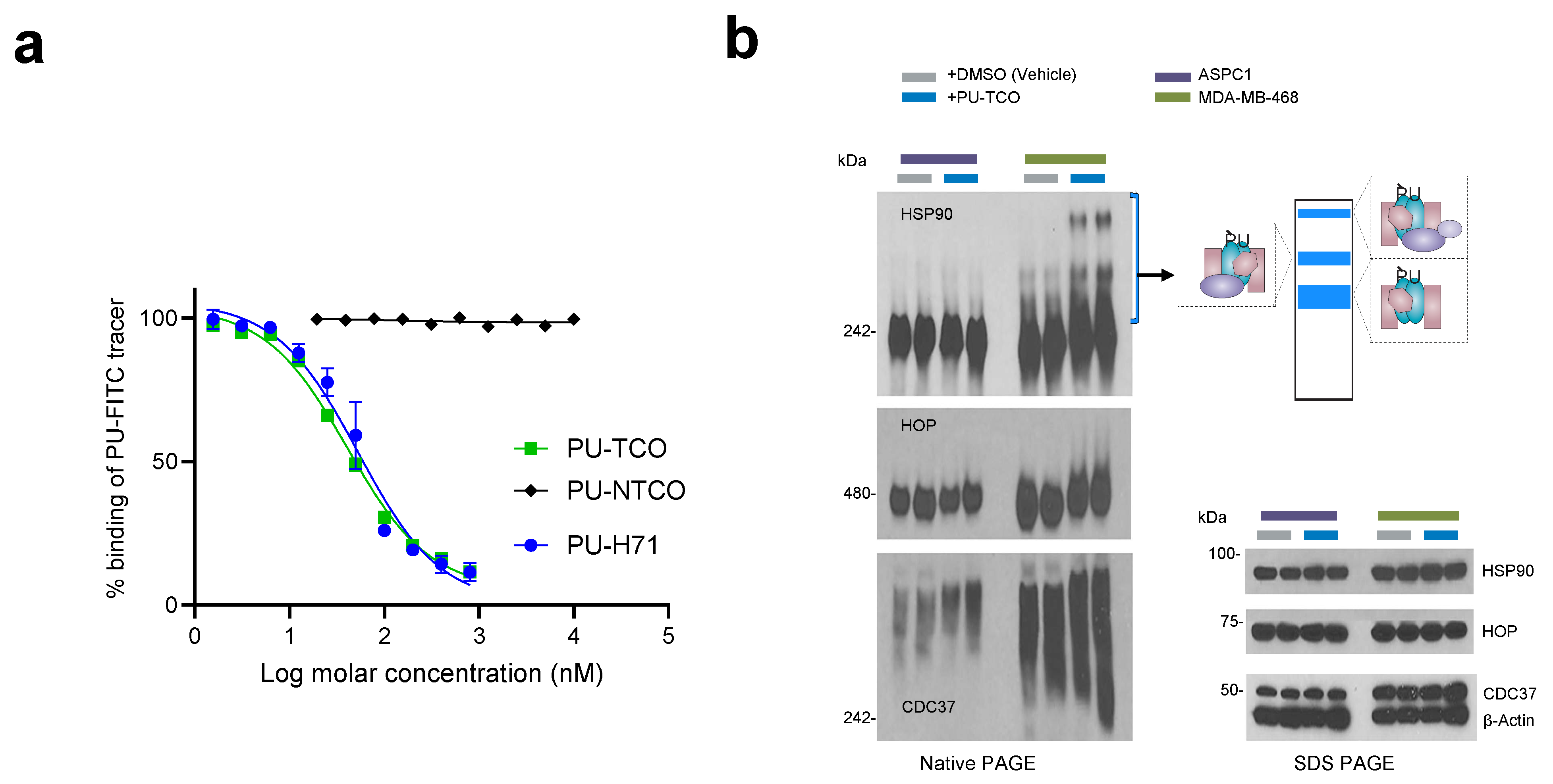 Biomedicines 12 01252 g003