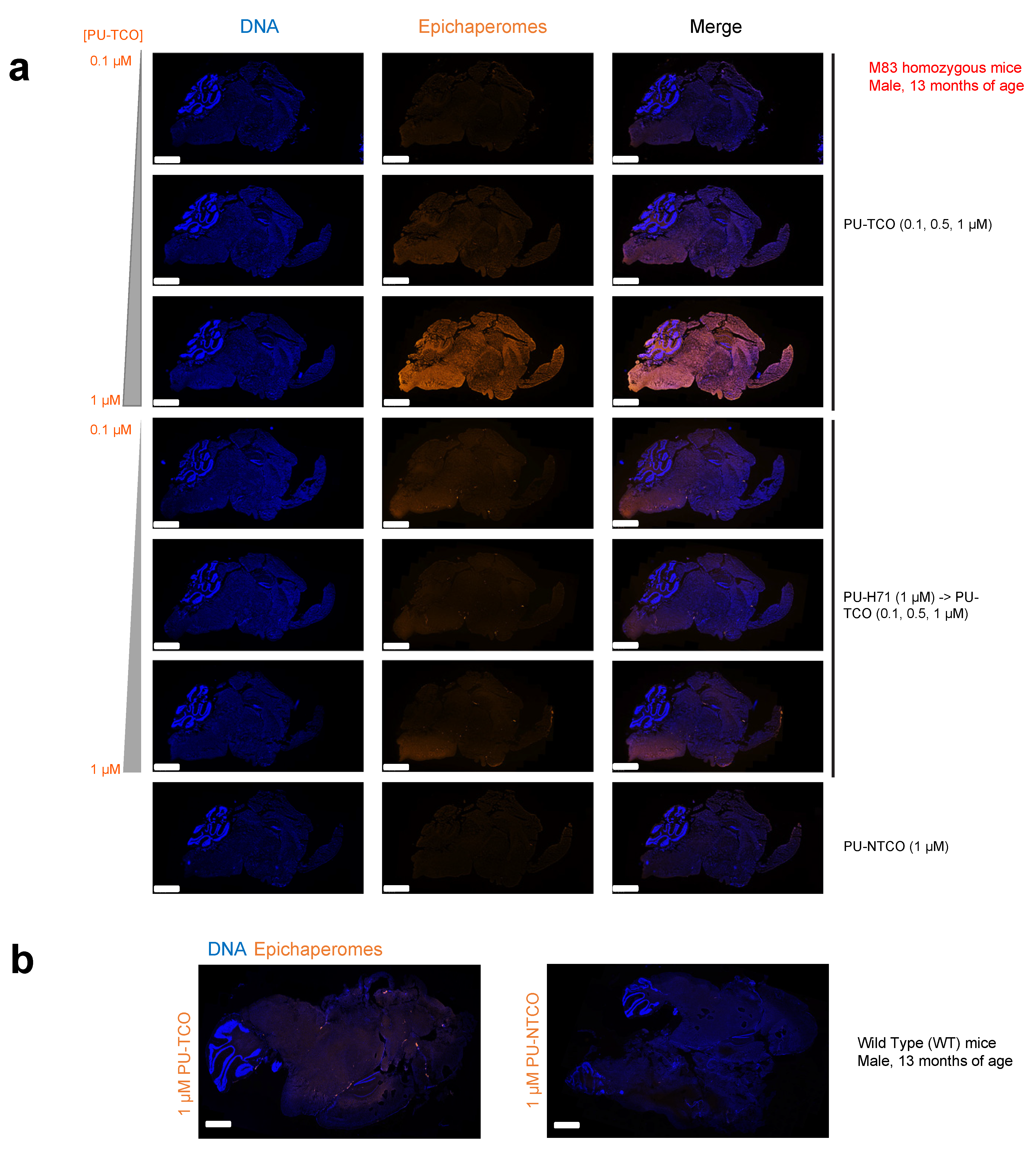 Biomedicines 12 01252 g006