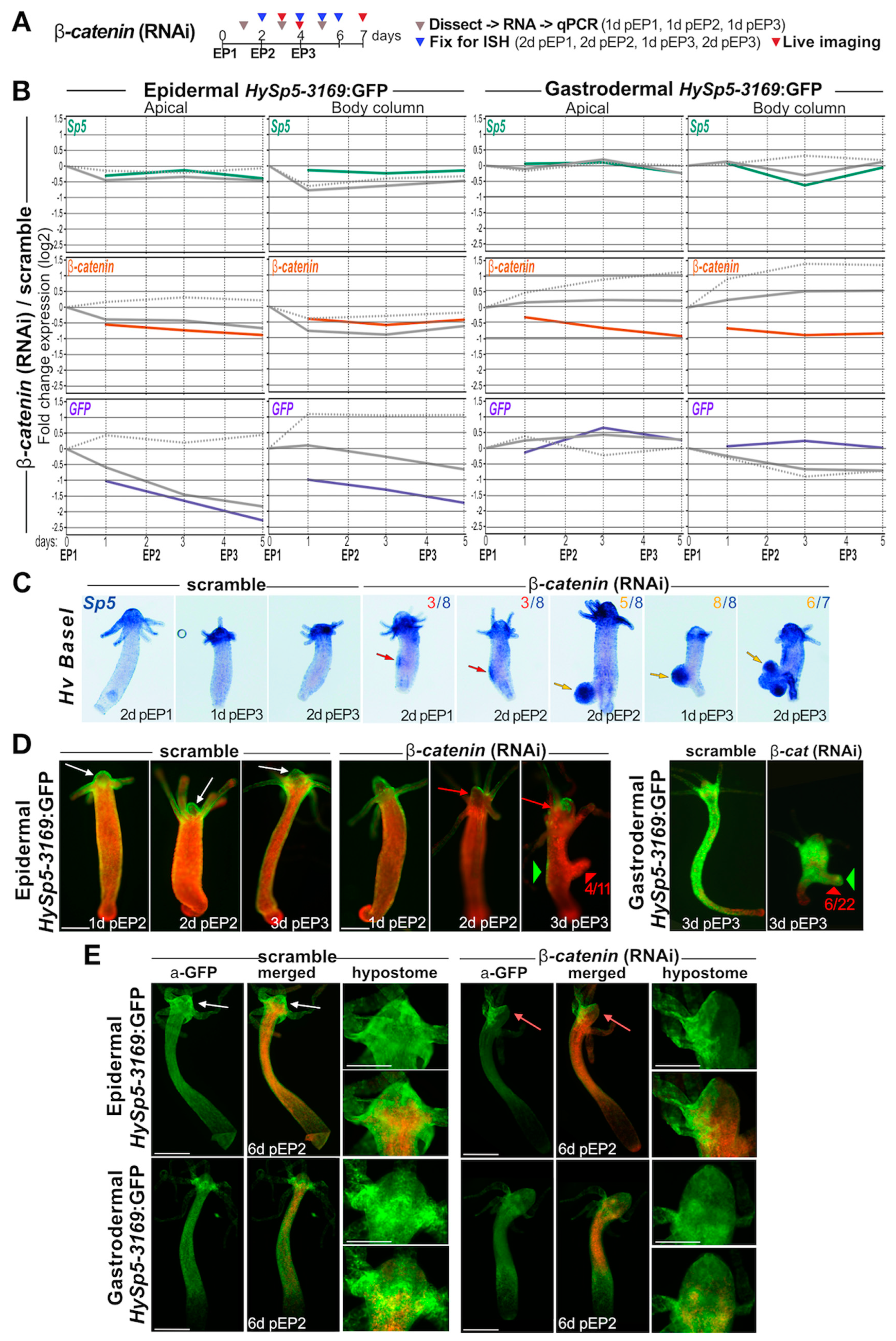 Biomedicines 12 01274 g004