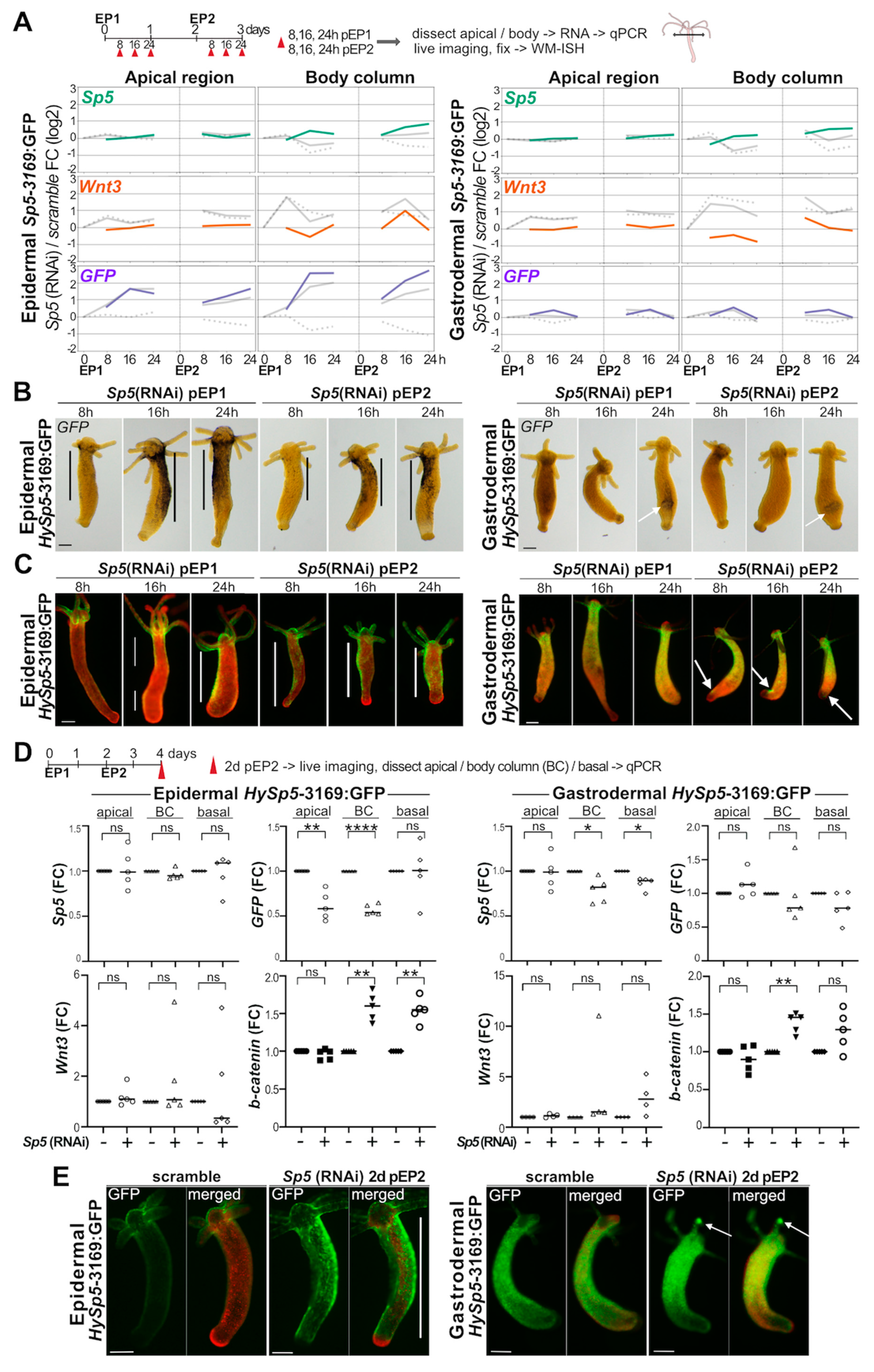 Biomedicines 12 01274 g005