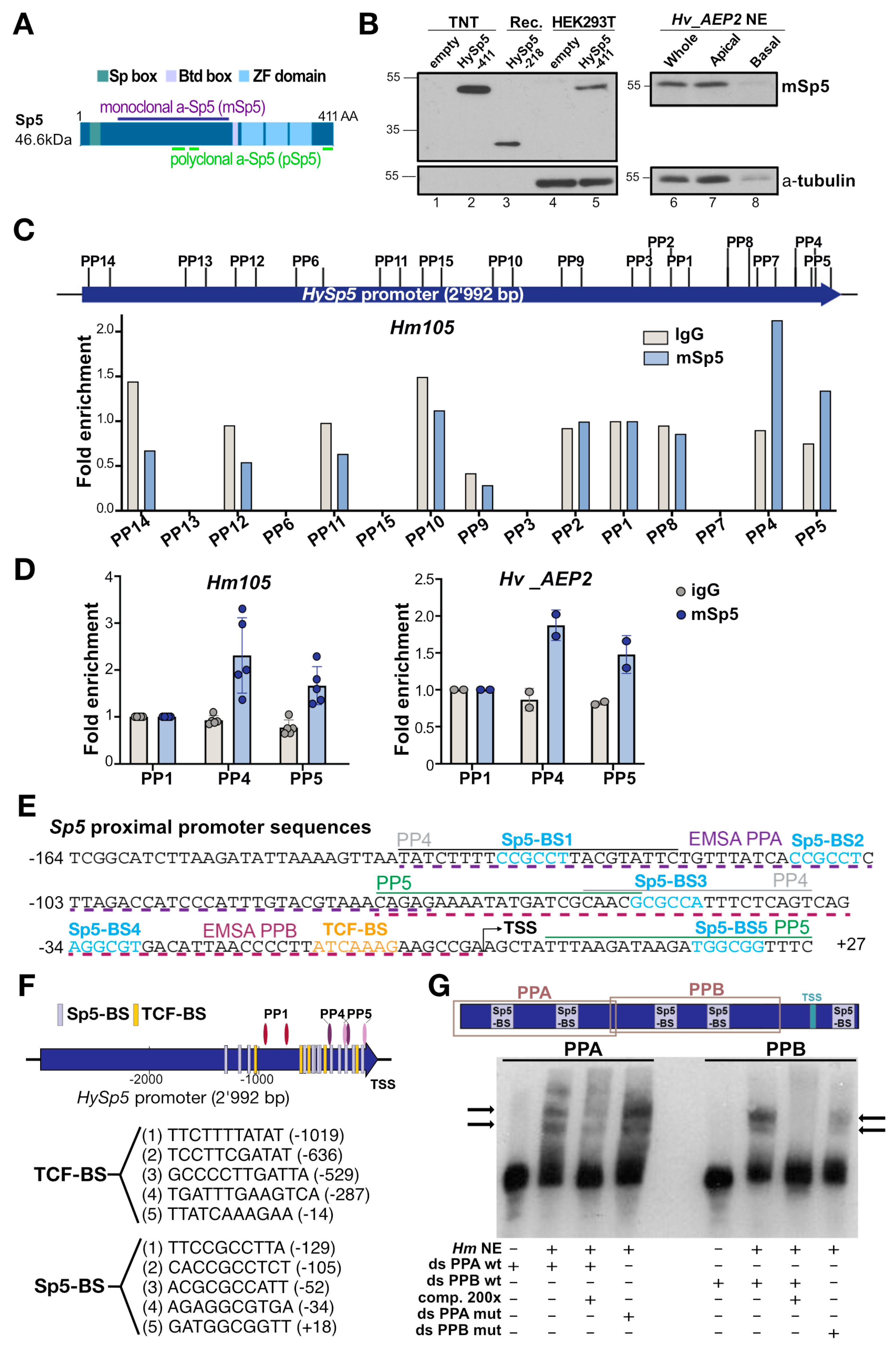Biomedicines 12 01274 g006