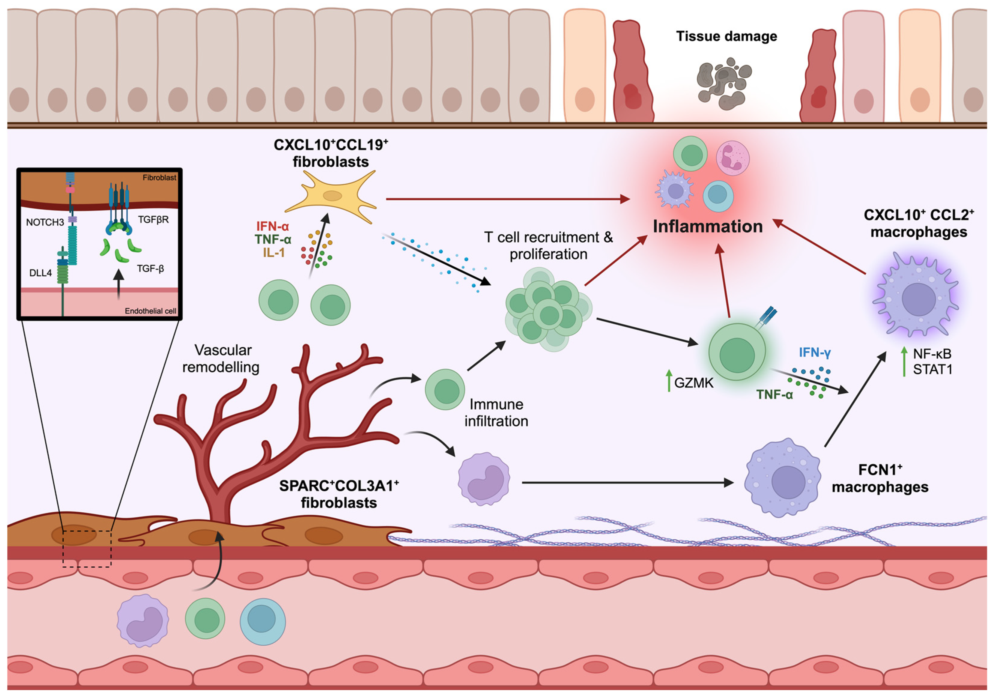 Biomedicines 12 01297 g002