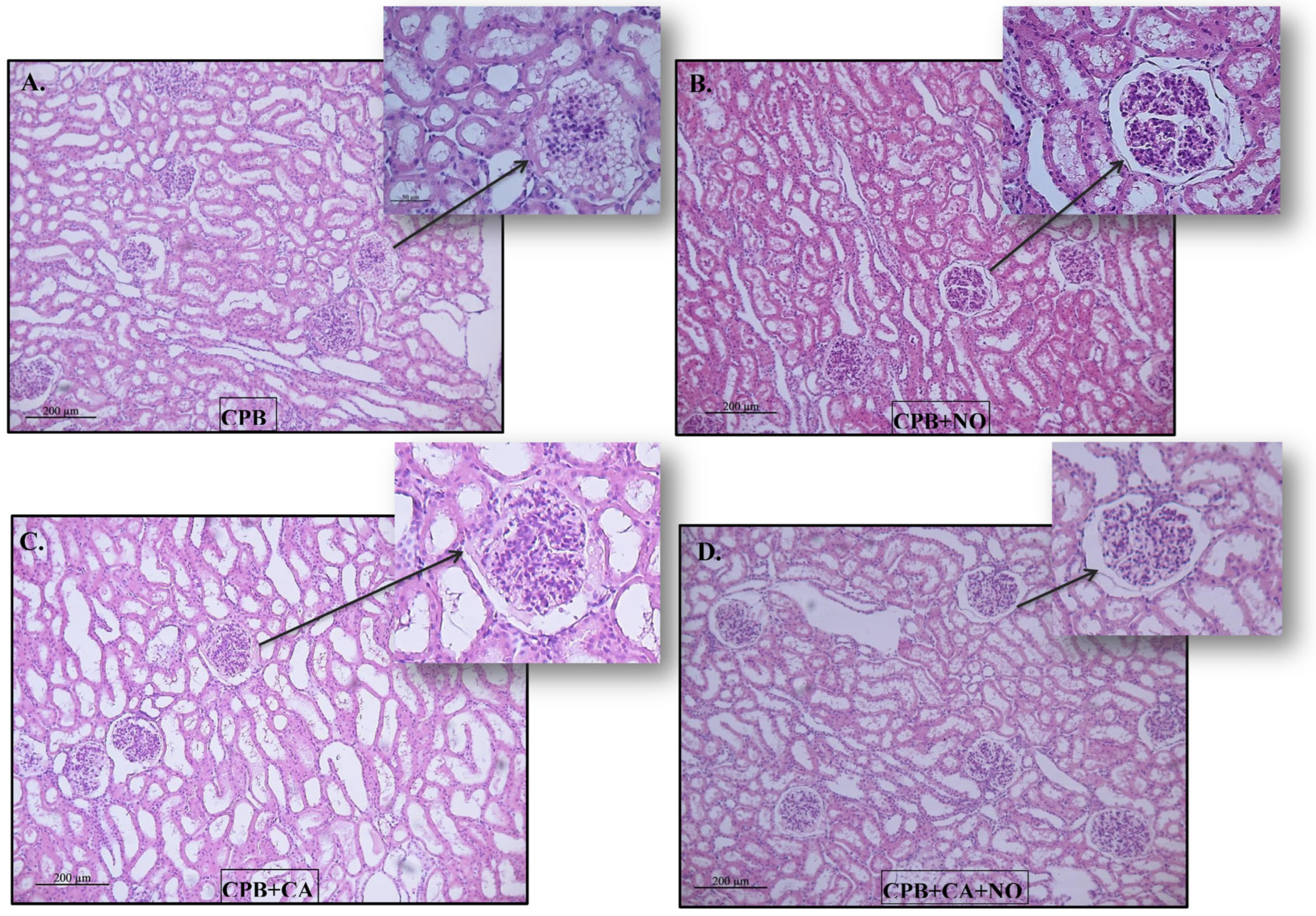 Biomedicines 12 01298 g003