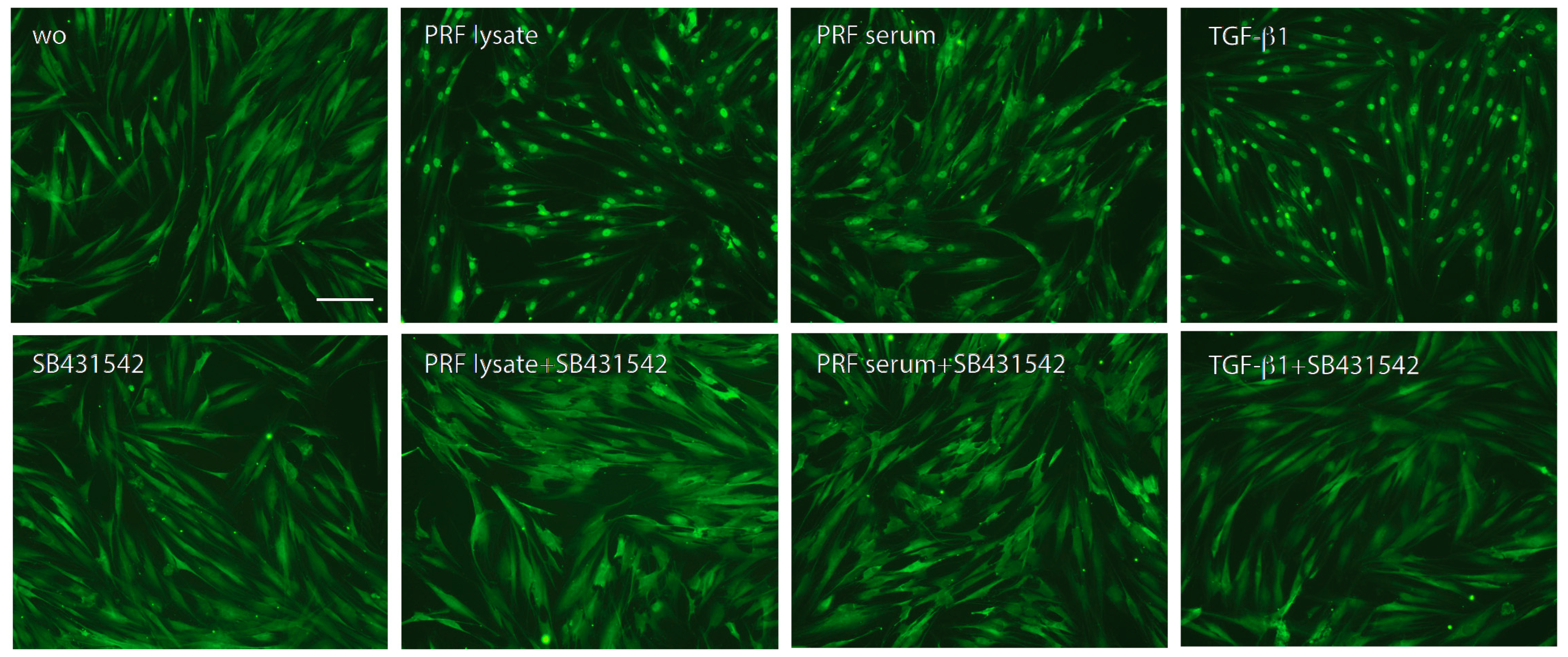 Biomedicines 12 01326 g004