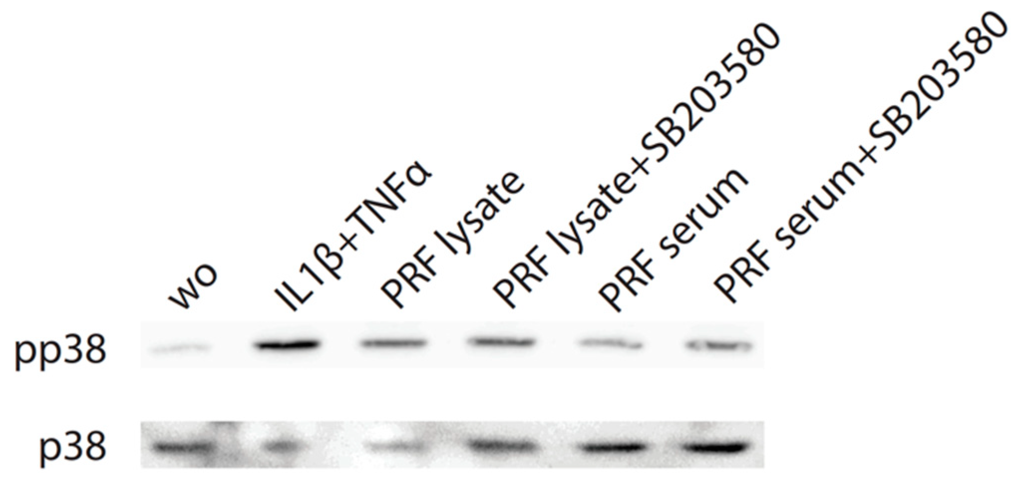 Biomedicines 12 01326 g006