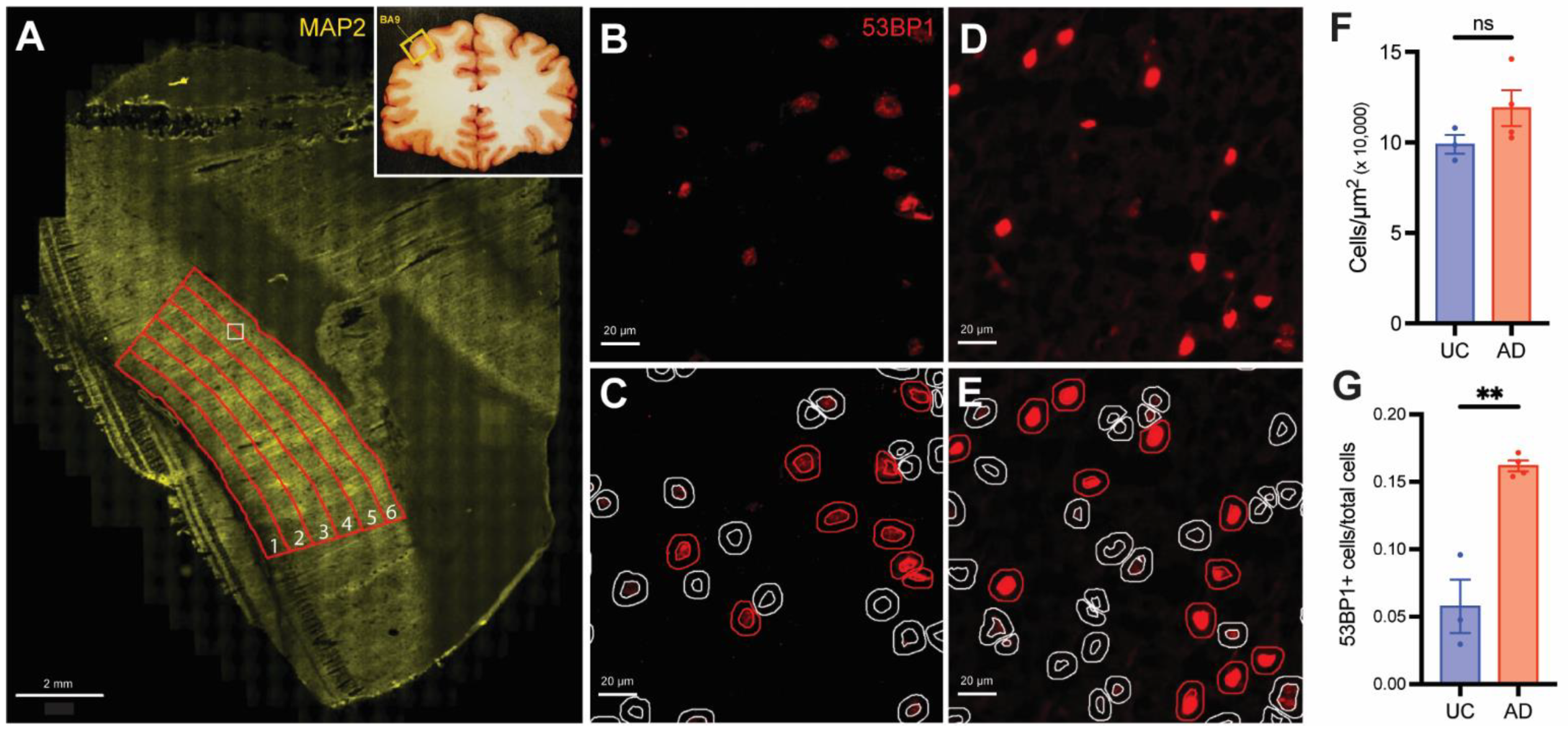 Biomedicines 12 01327 g004