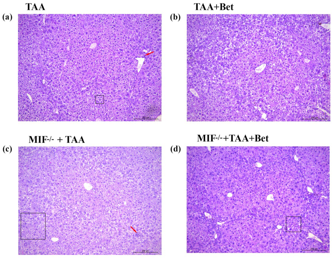 Biomedicines 12 01337 g004