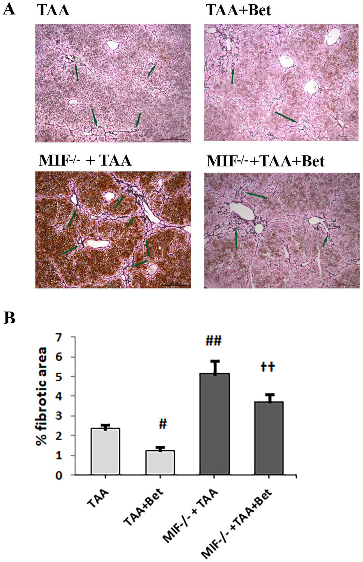 Biomedicines 12 01337 g006