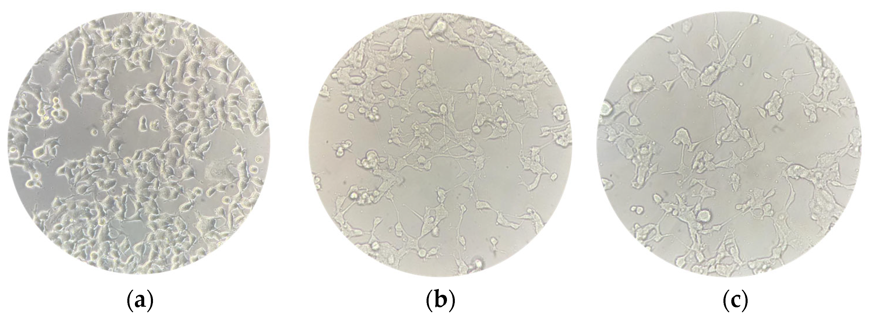 Biomedicines 12 01340 g002 Biomedicines 12 01340 g002