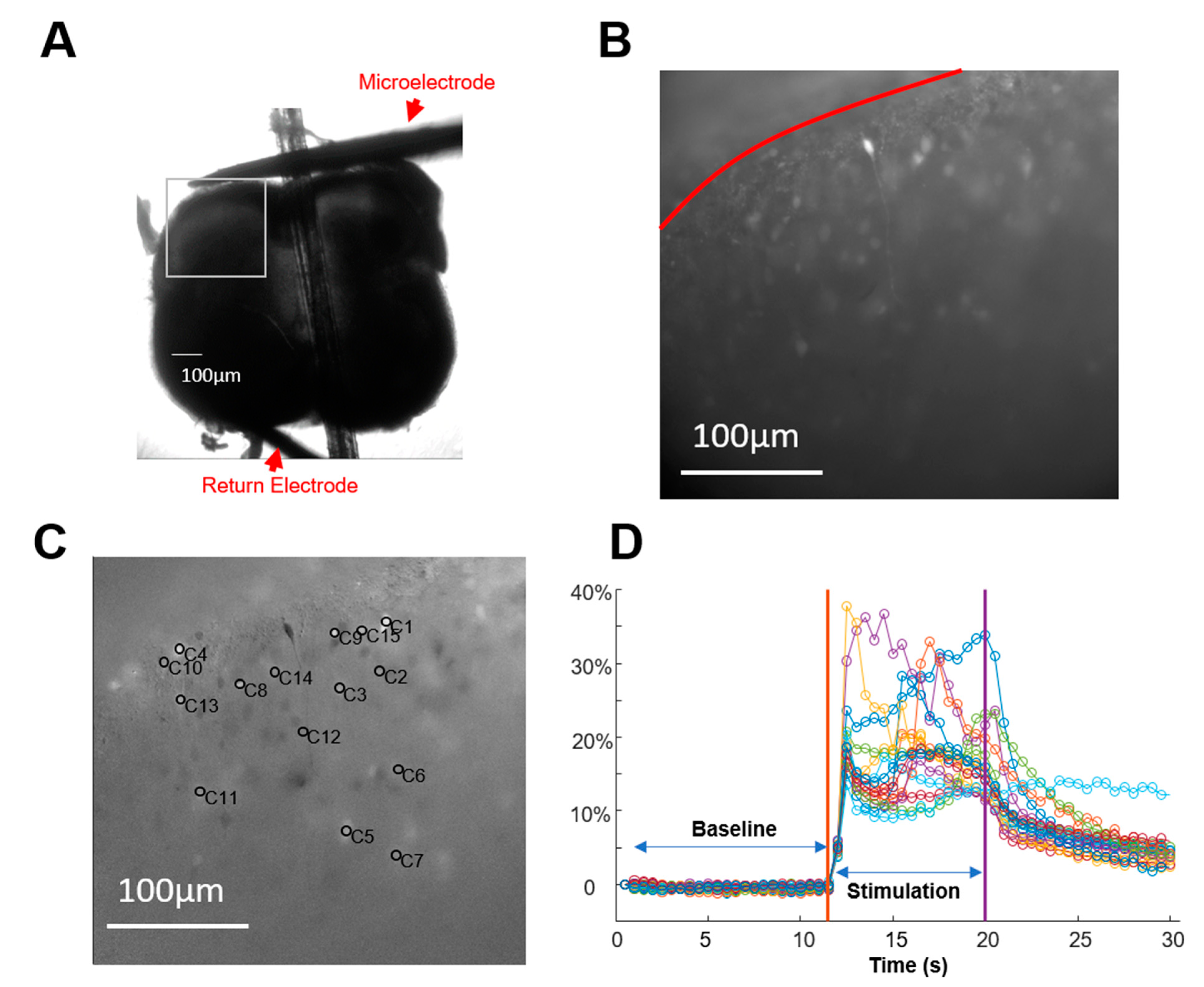 Biomedicines 12 01346 g001