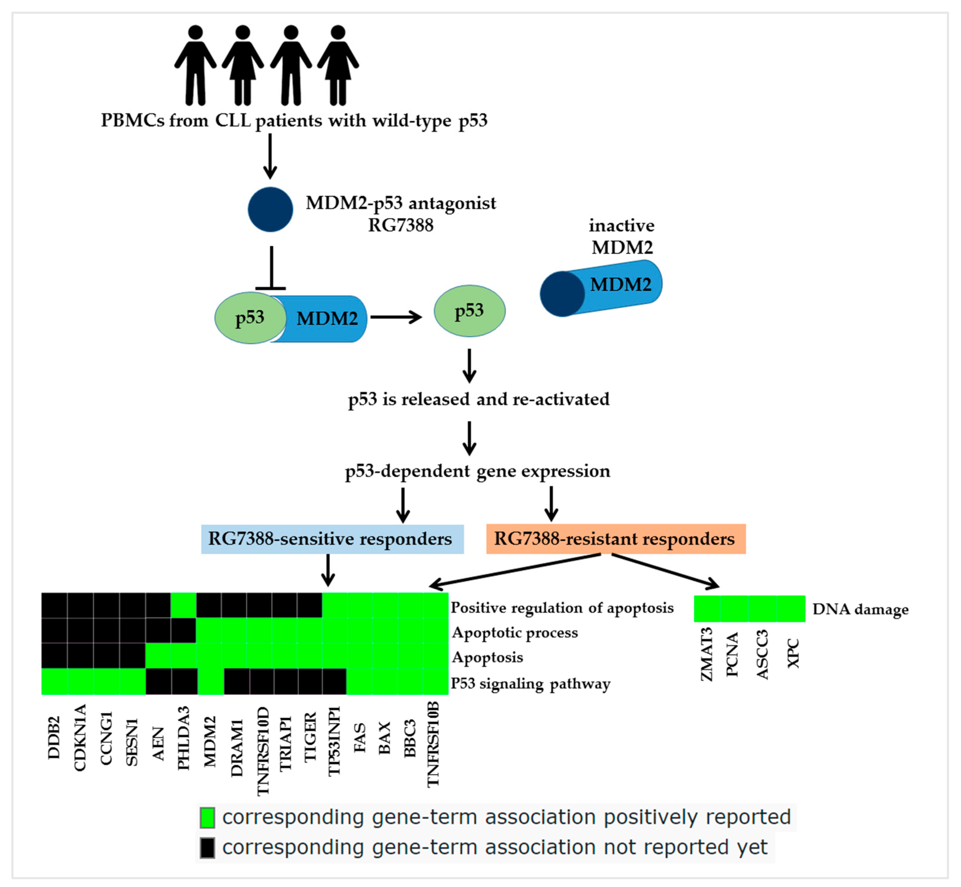 Biomedicines 12 01388 g006 Biomedicines 12 01388 g006
