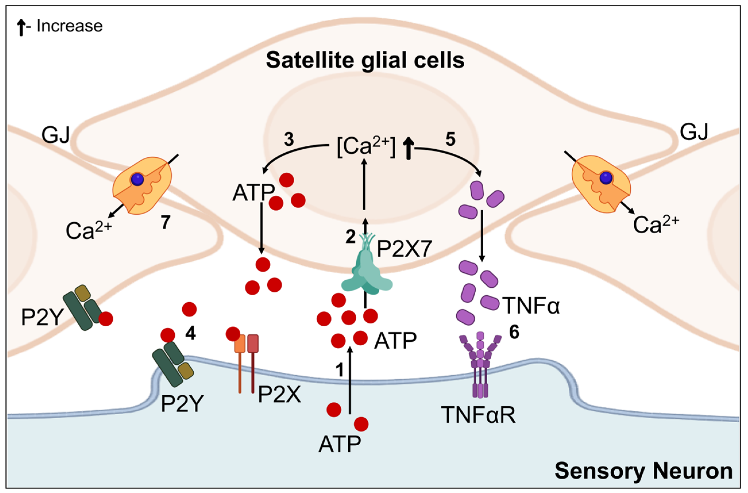 Biomedicines 12 01390 g005