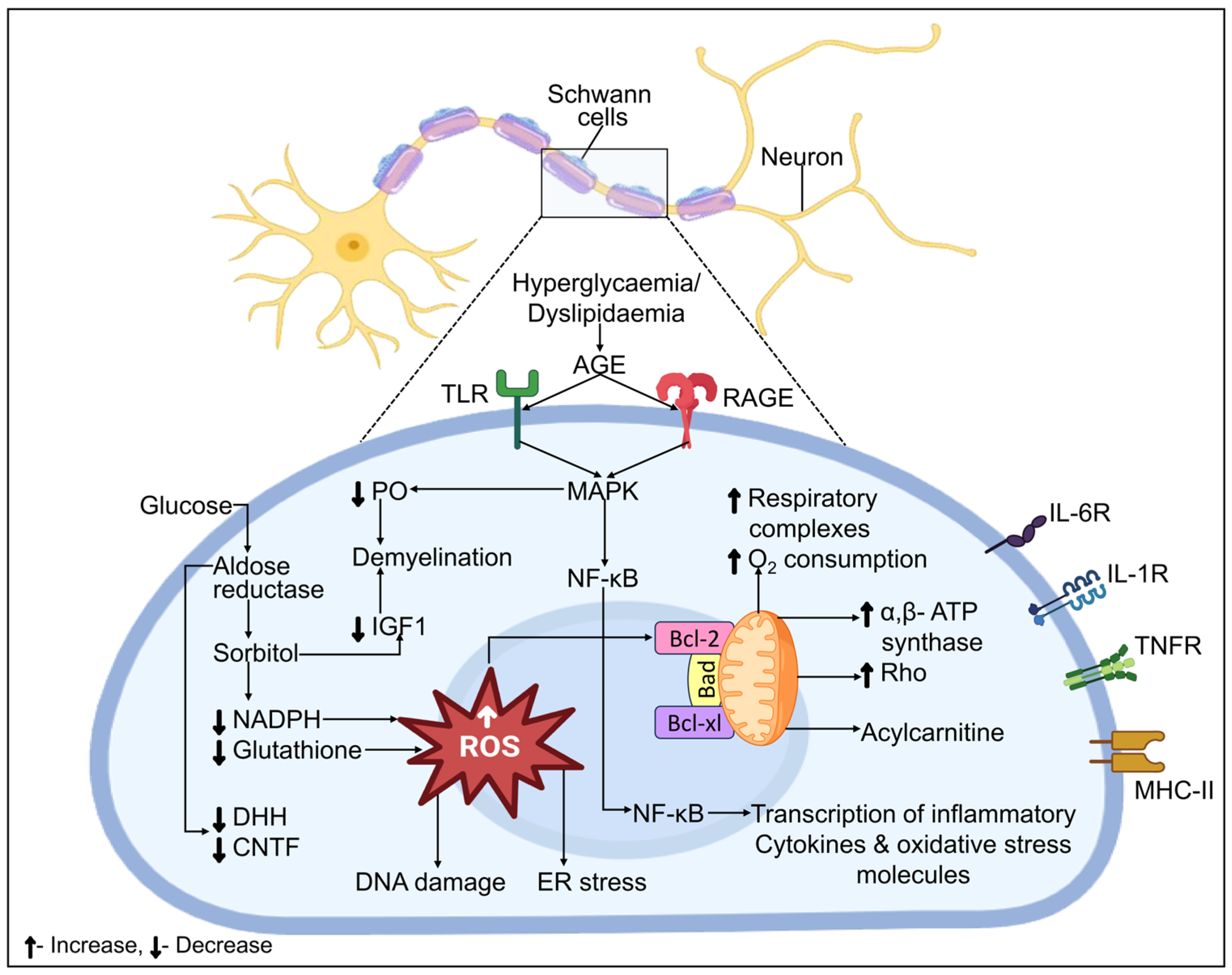 Biomedicines 12 01390 g006