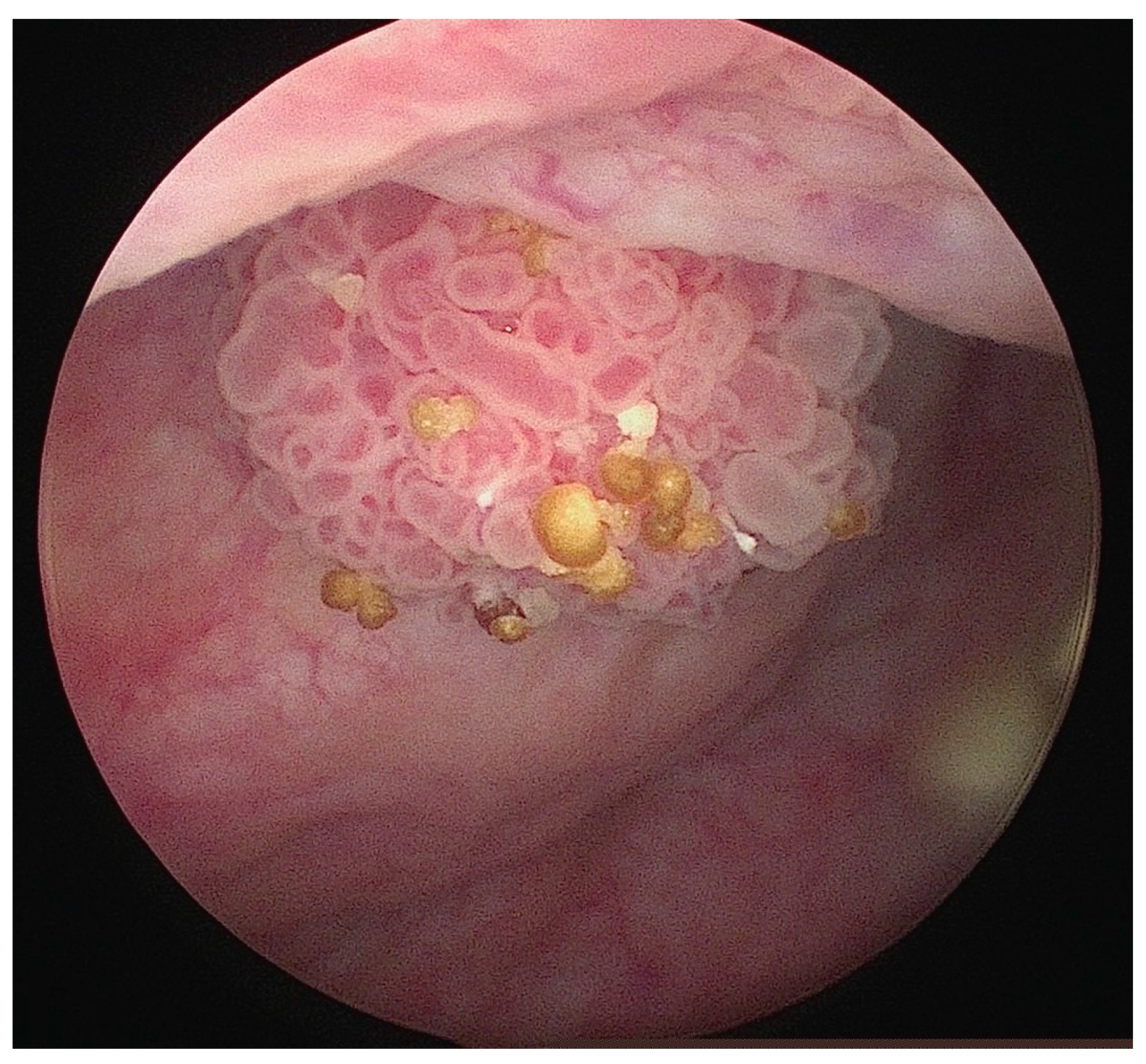 Biomedicines 12 01426 g001