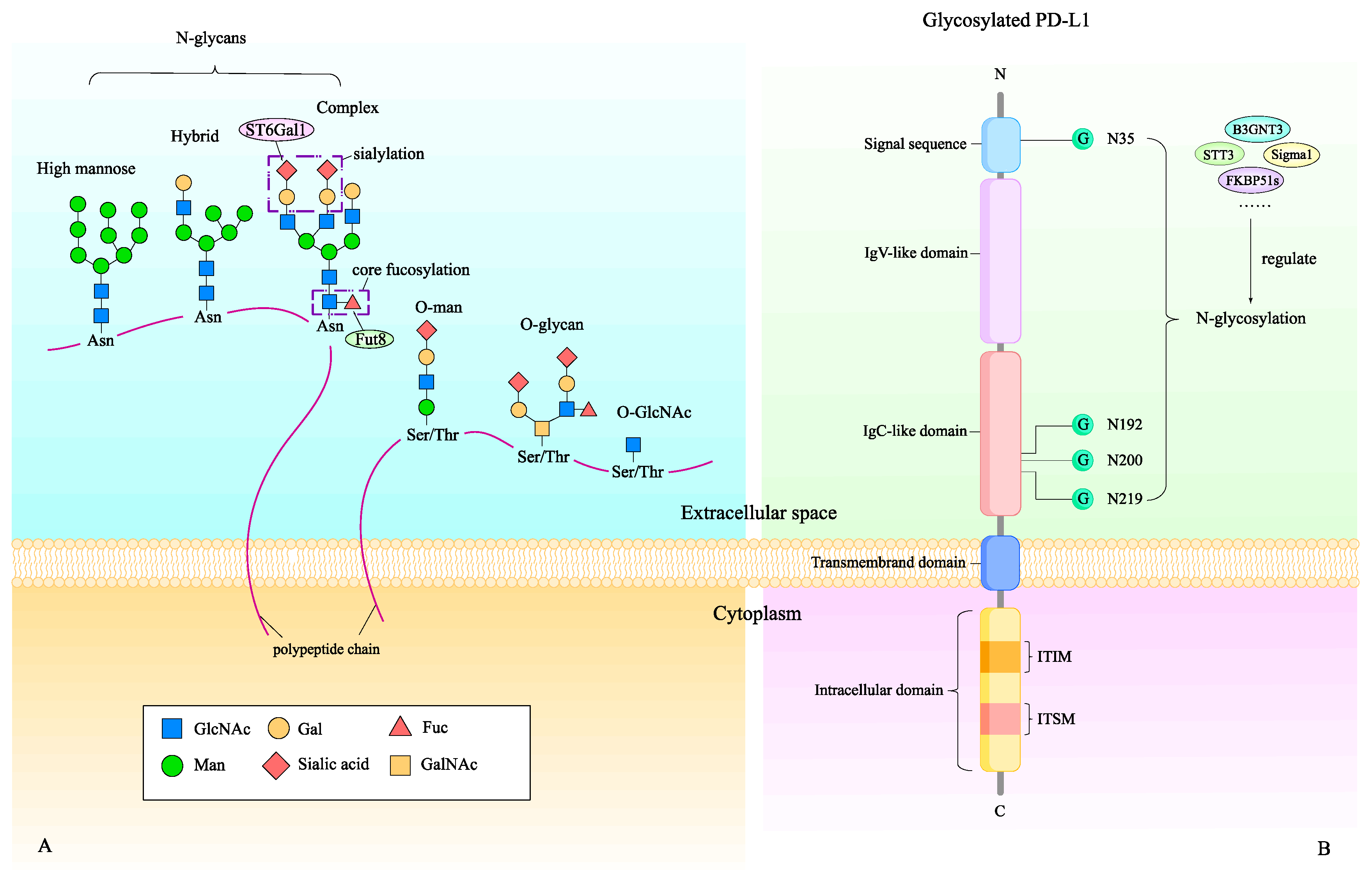 Biomedicines 12 01446 g001