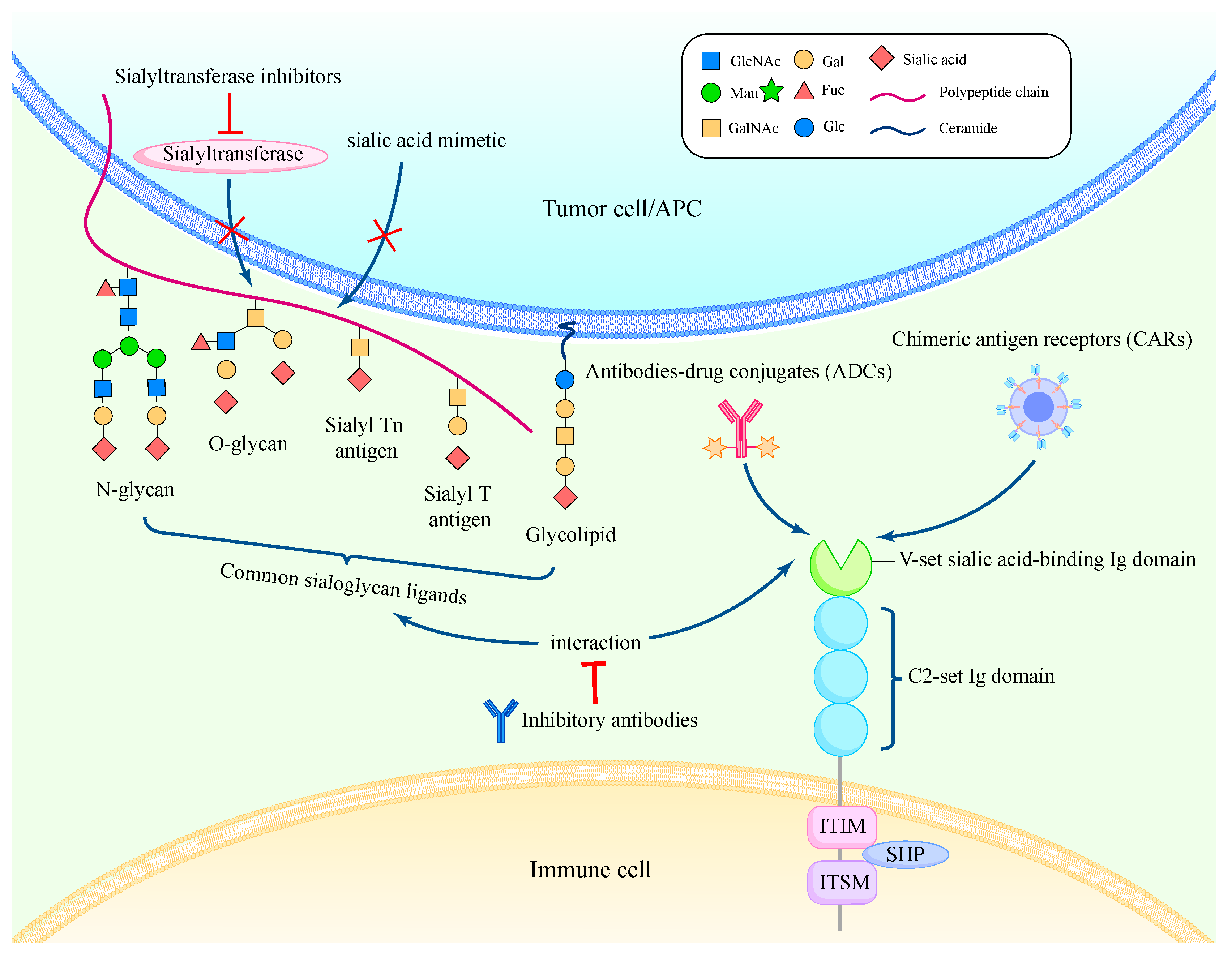 Biomedicines 12 01446 g003