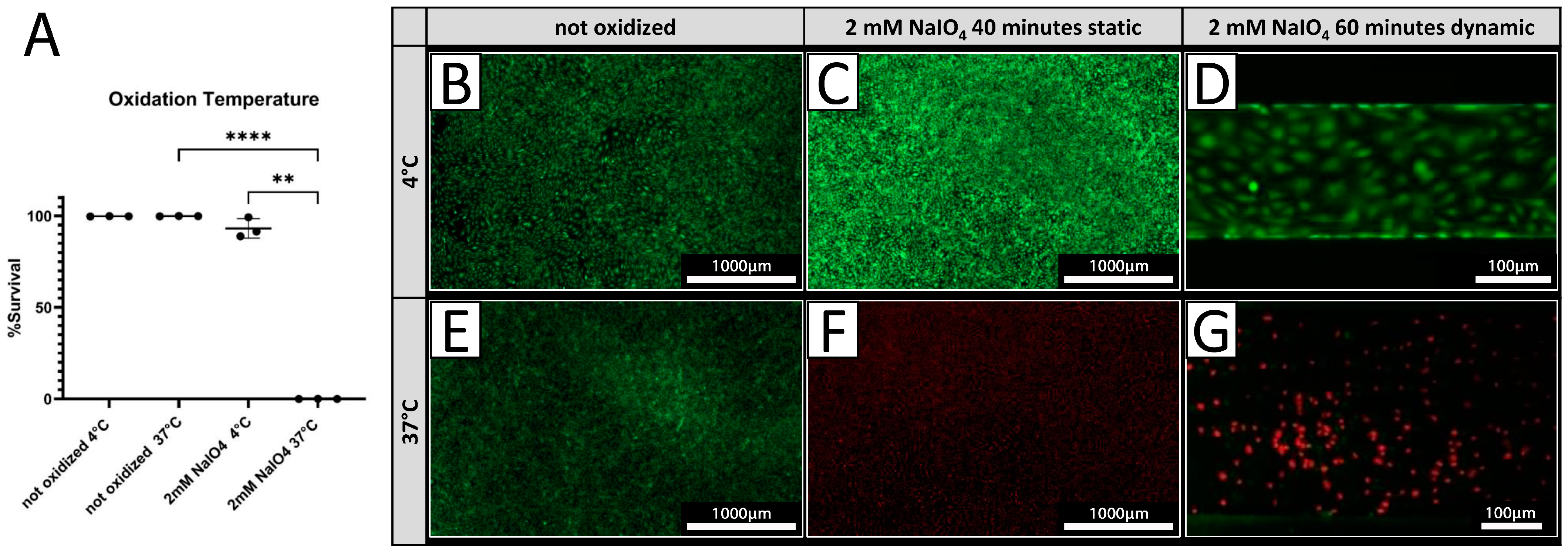 Biomedicines 12 01470 g003