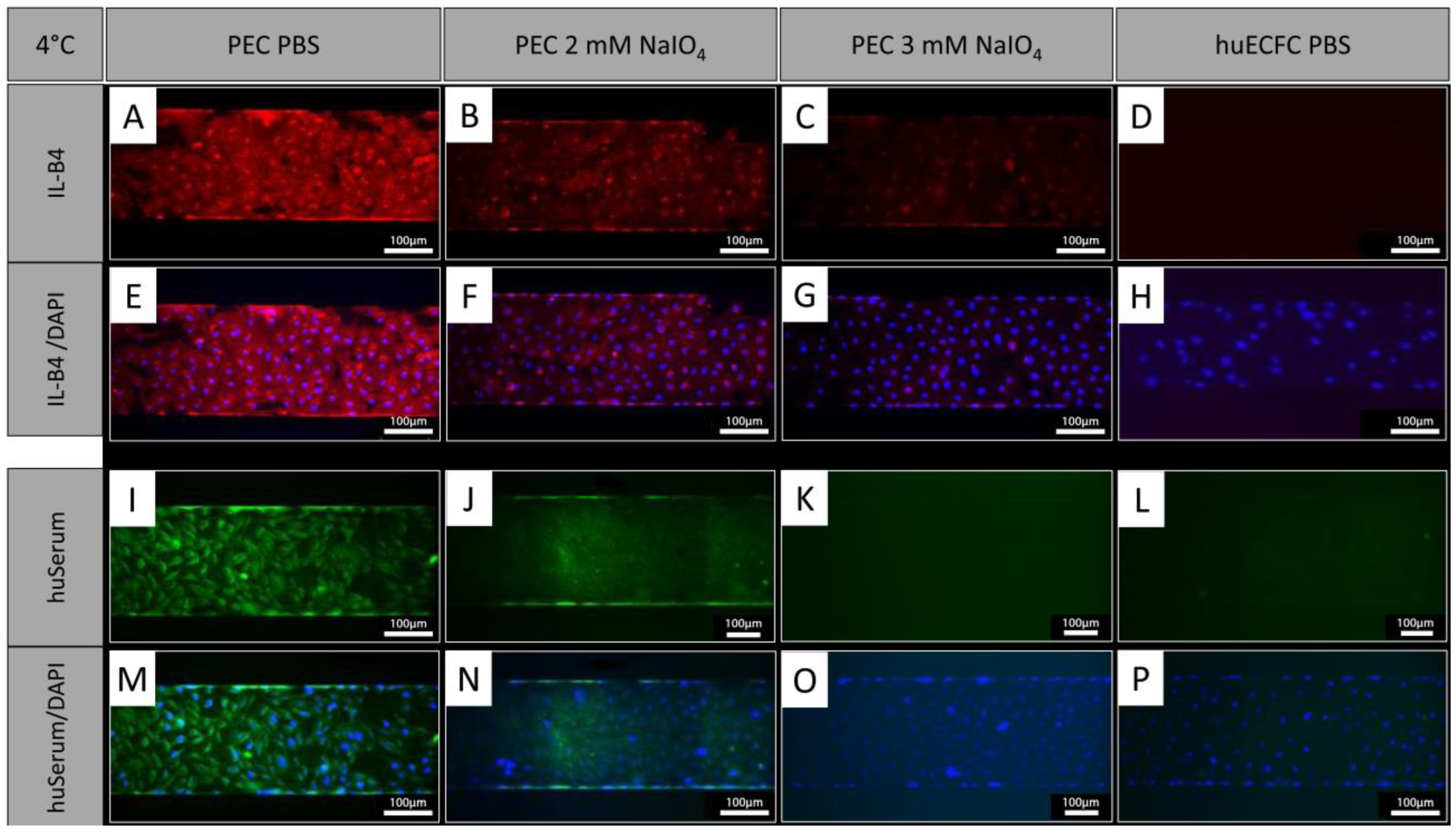 Biomedicines 12 01470 g005