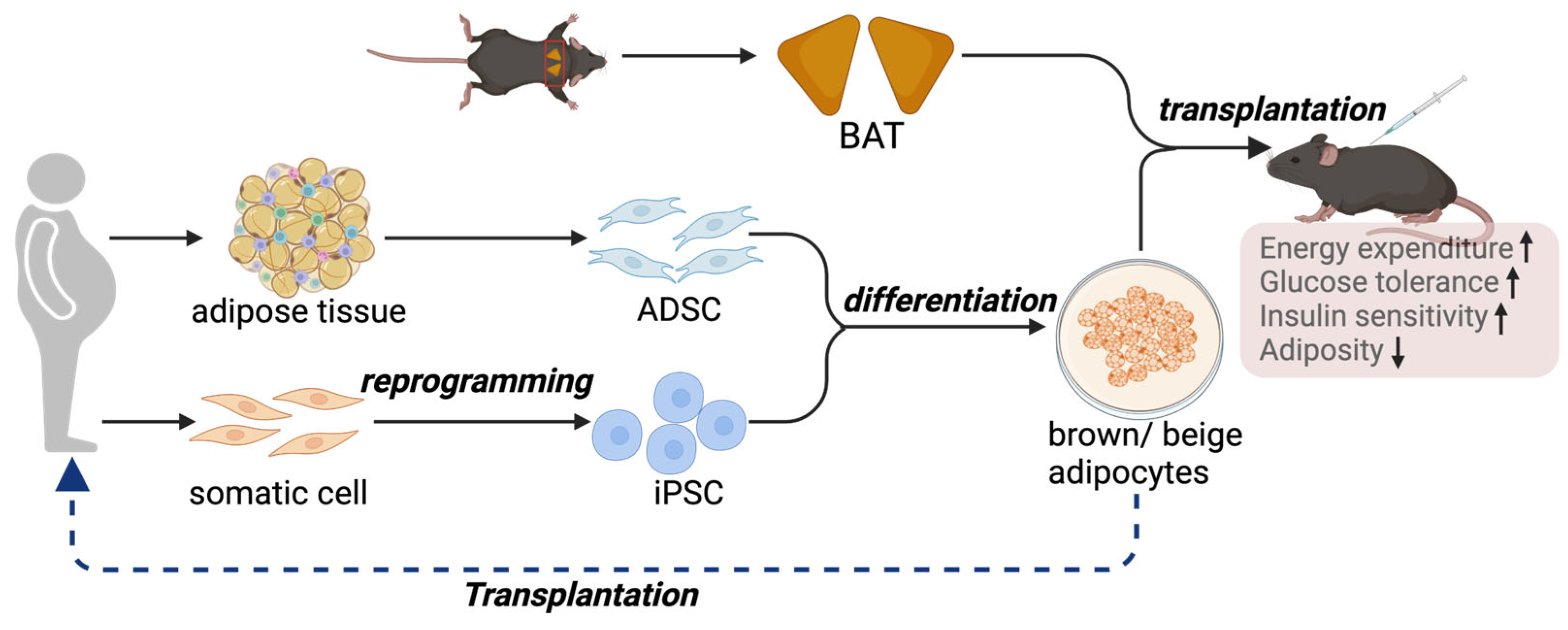 Biomedicines 12 01474 g002