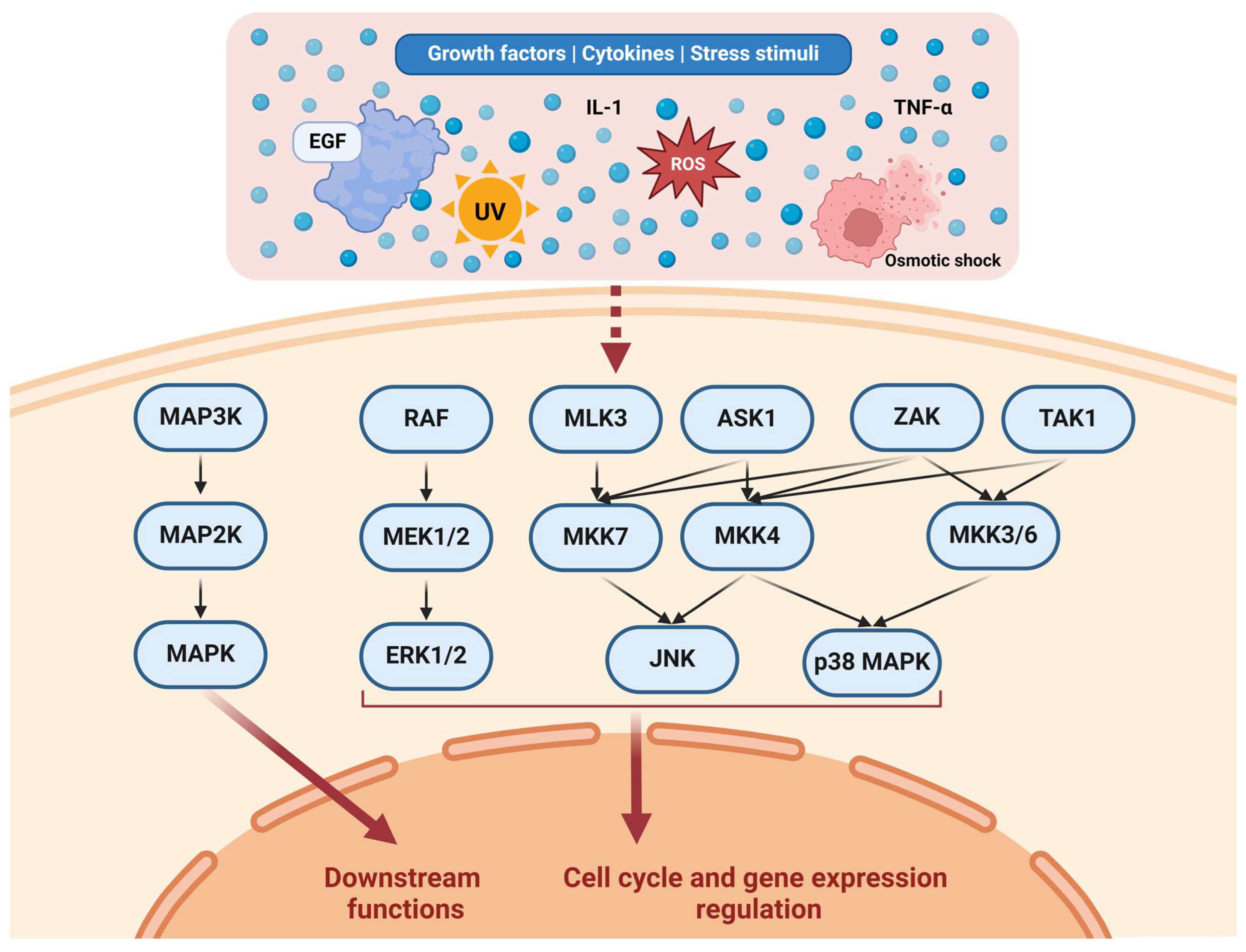 Biomedicines 12 01489 g001