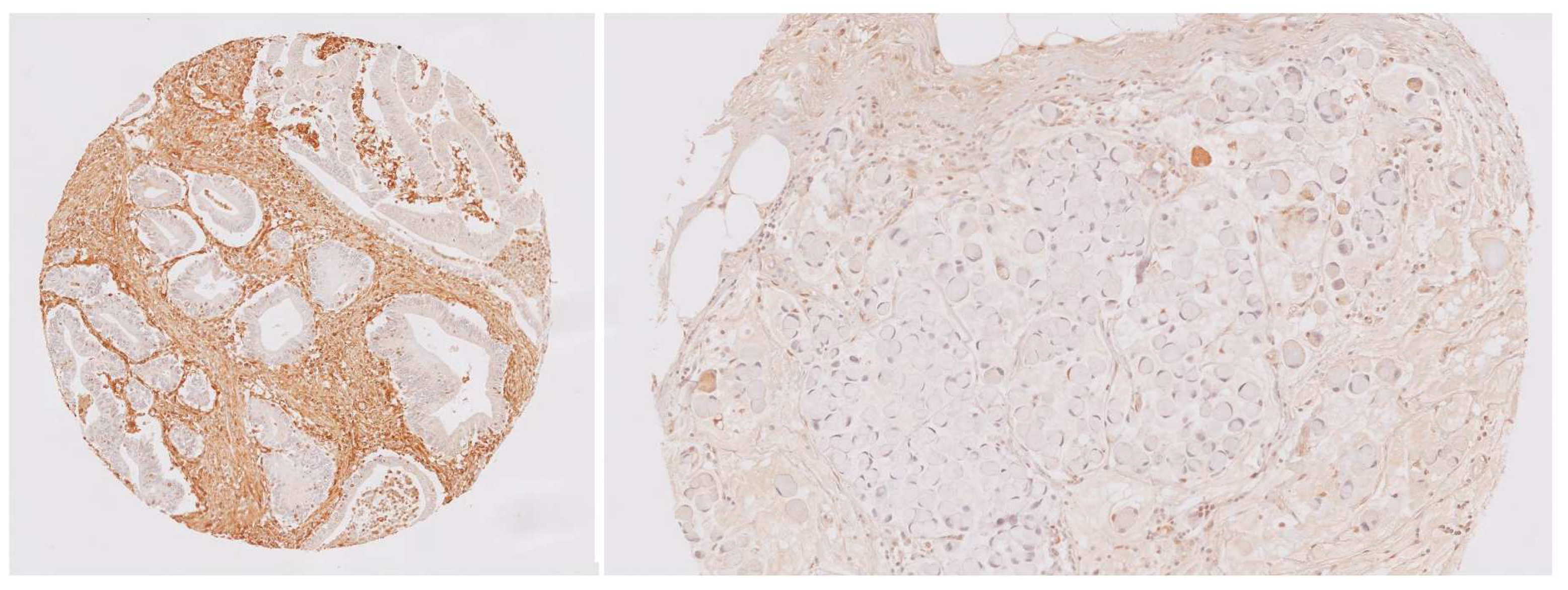 Biomedicines 12 01508 g003 Biomedicines 12 01508 g003