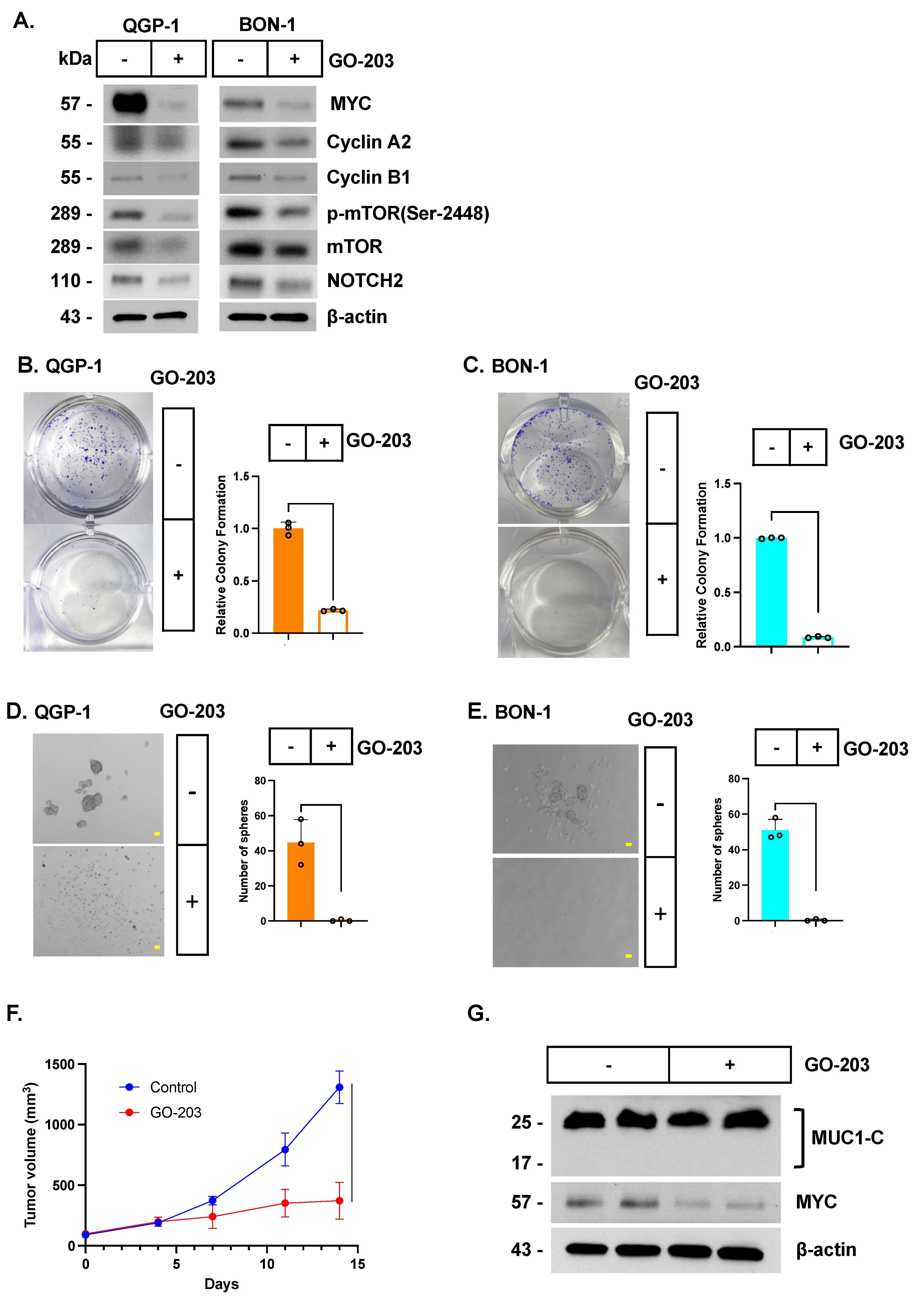 Biomedicines 12 01509 g006 Biomedicines 12 01509 g006