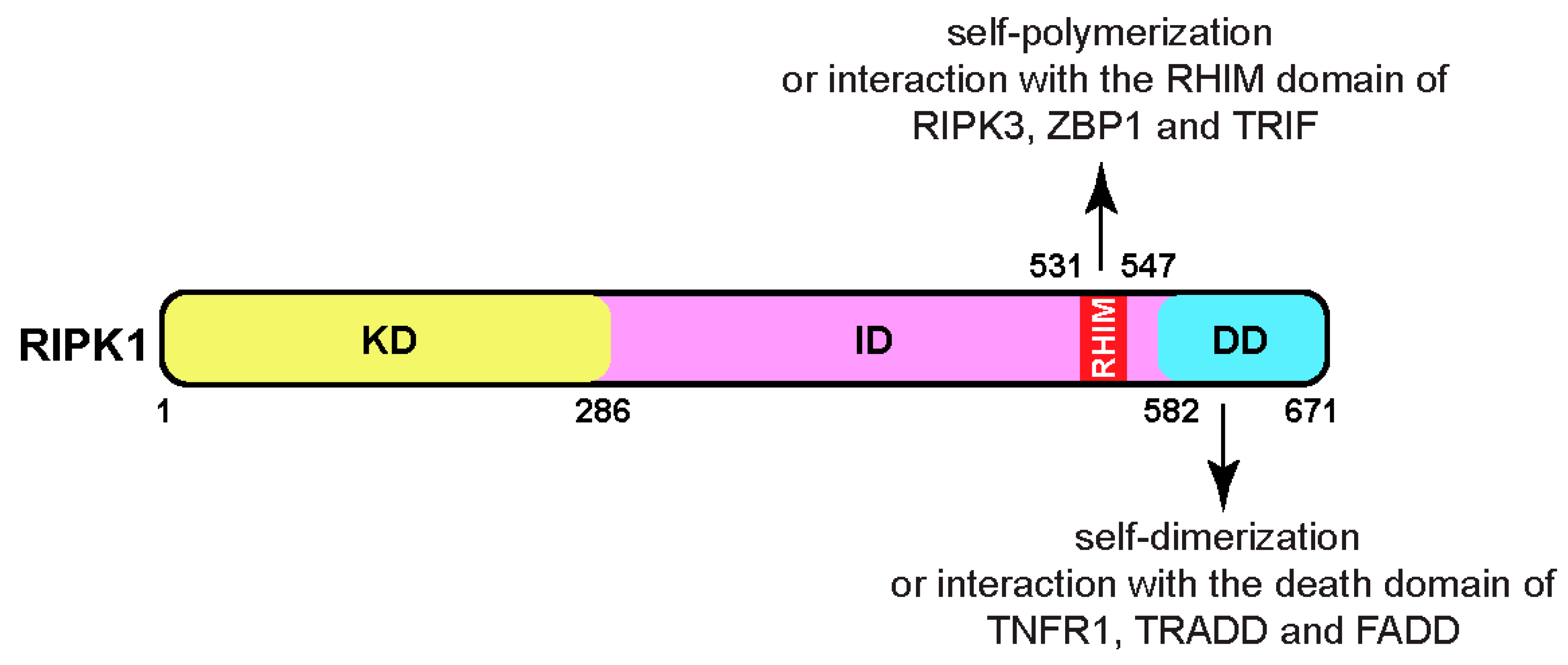 Biomedicines 12 01525 g001