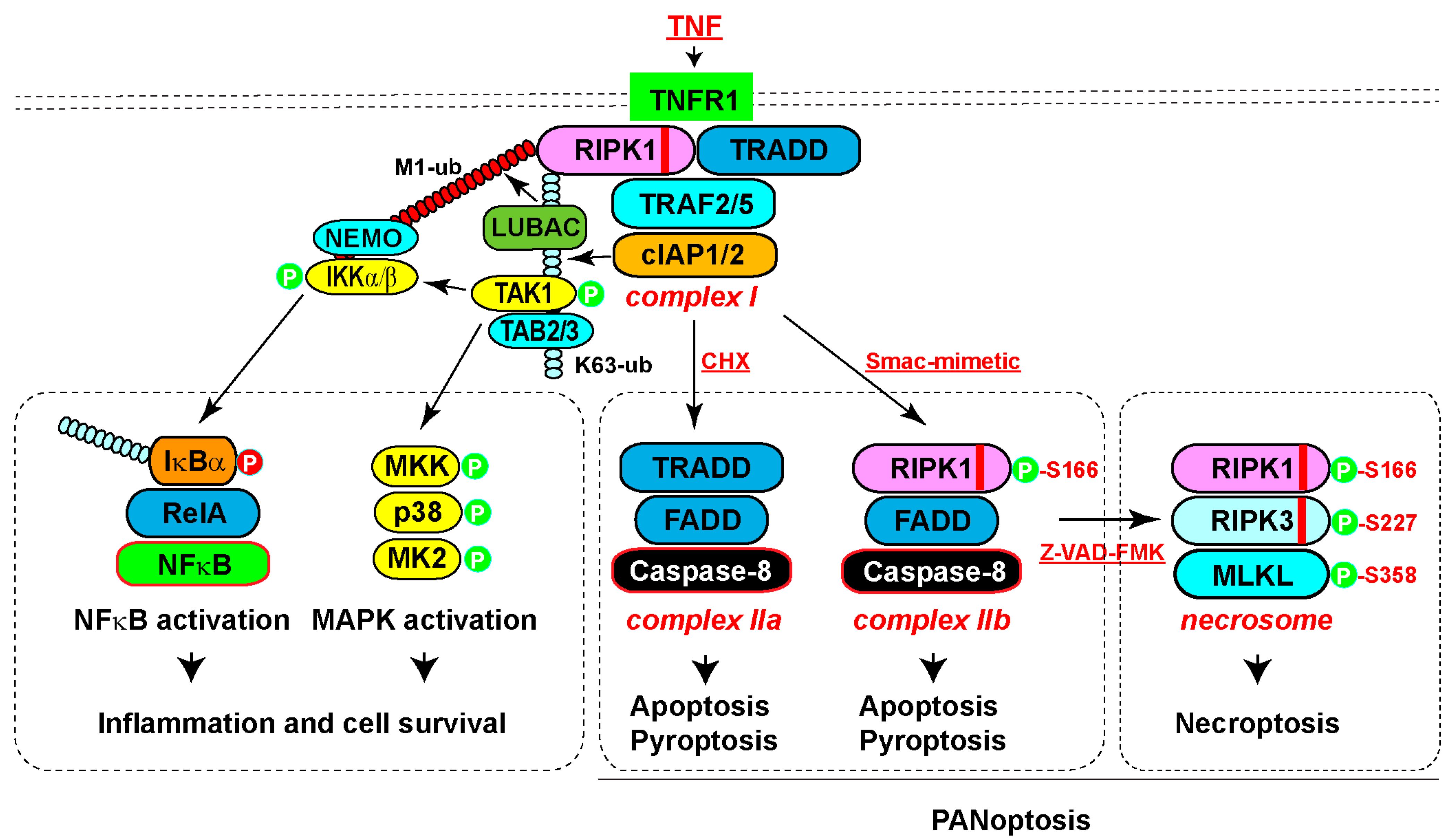 Biomedicines 12 01525 g002