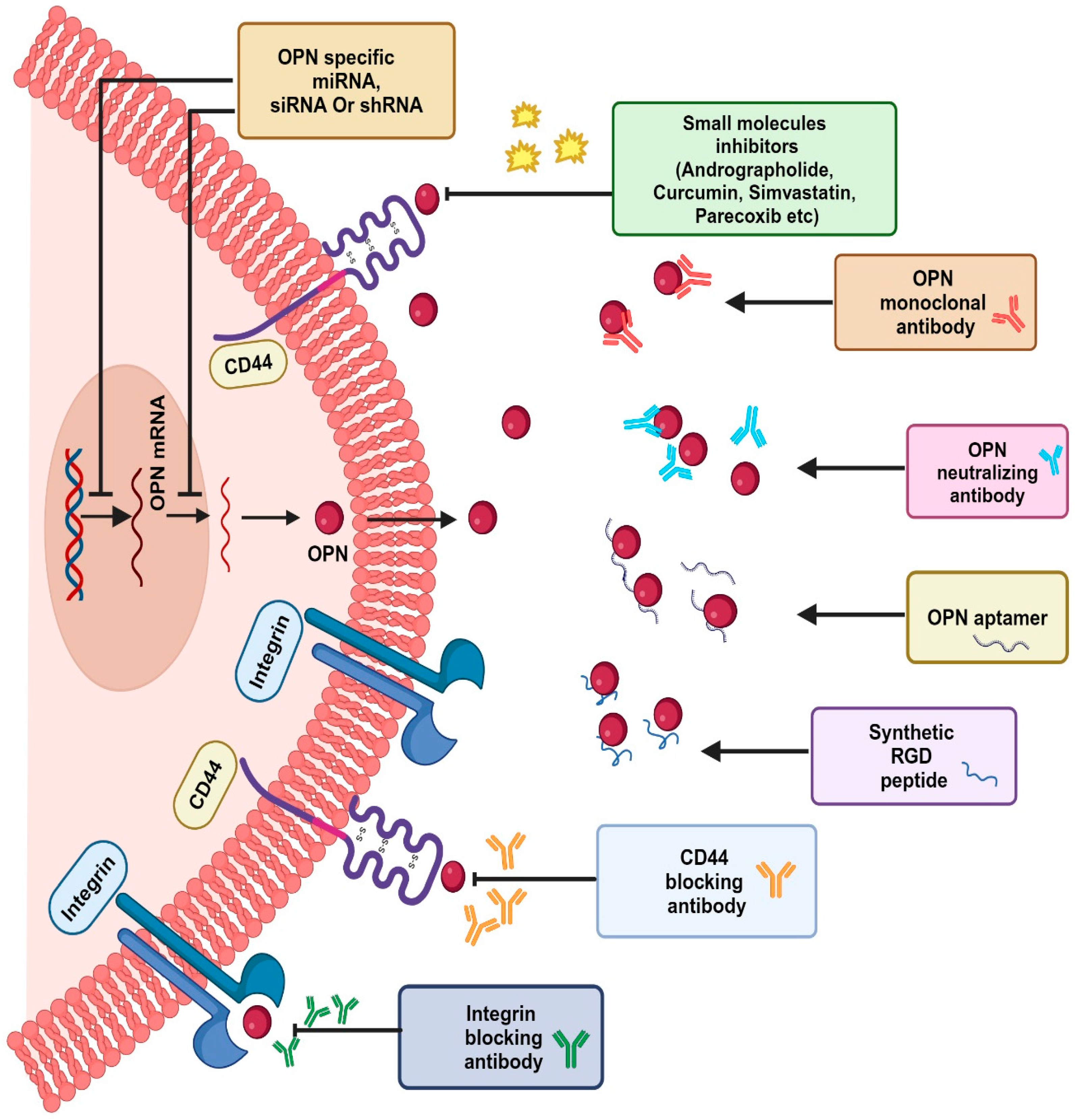 Biomedicines 12 01527 g007
