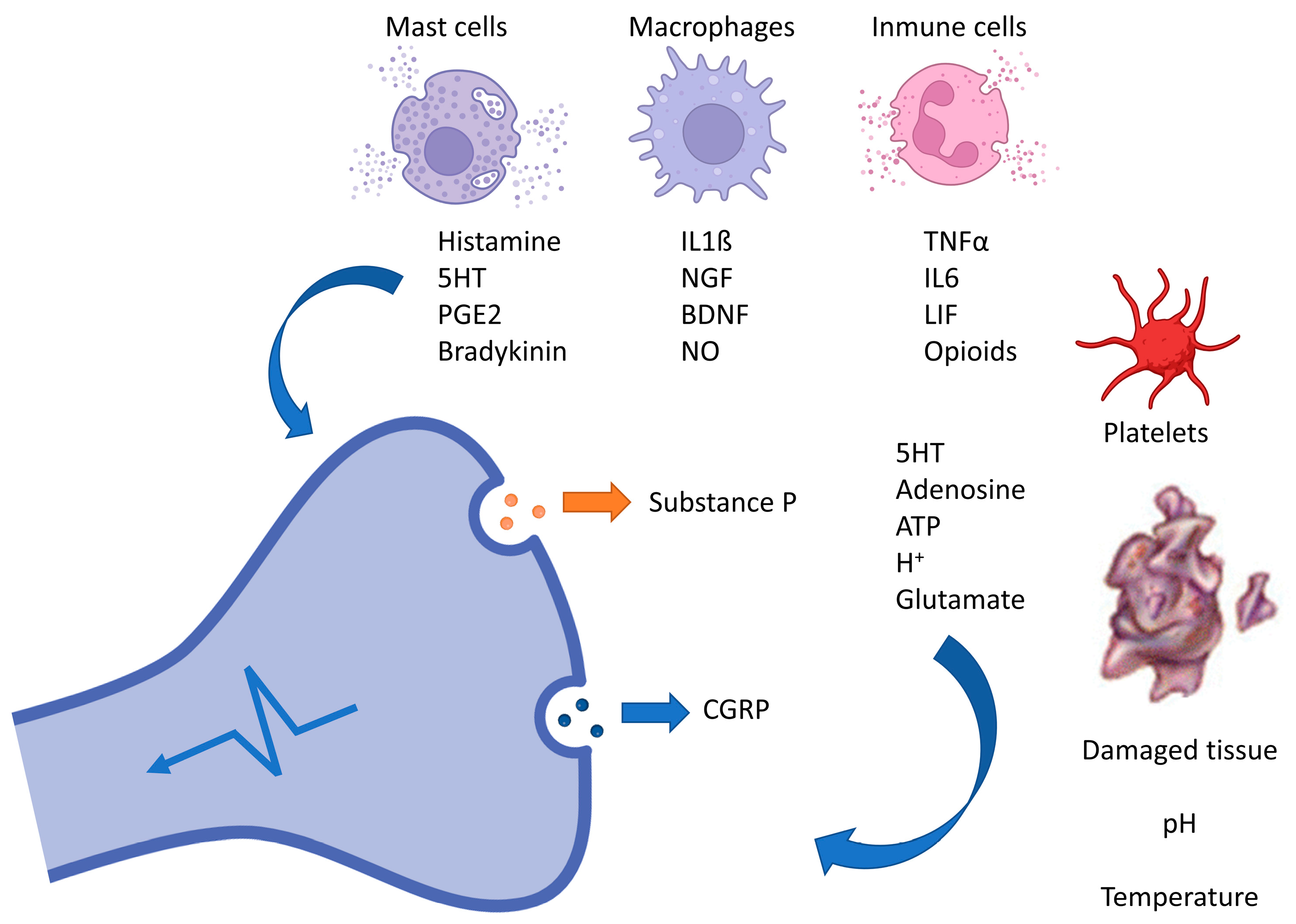 Biomedicines 12 01543 g002 Biomedicines 12 01543 g002