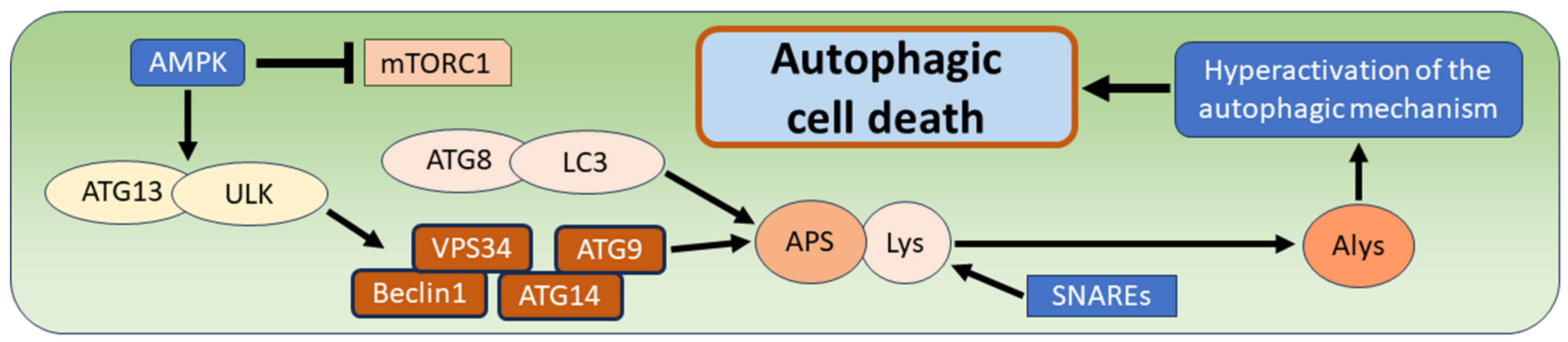 Biomedicines 12 01546 g001