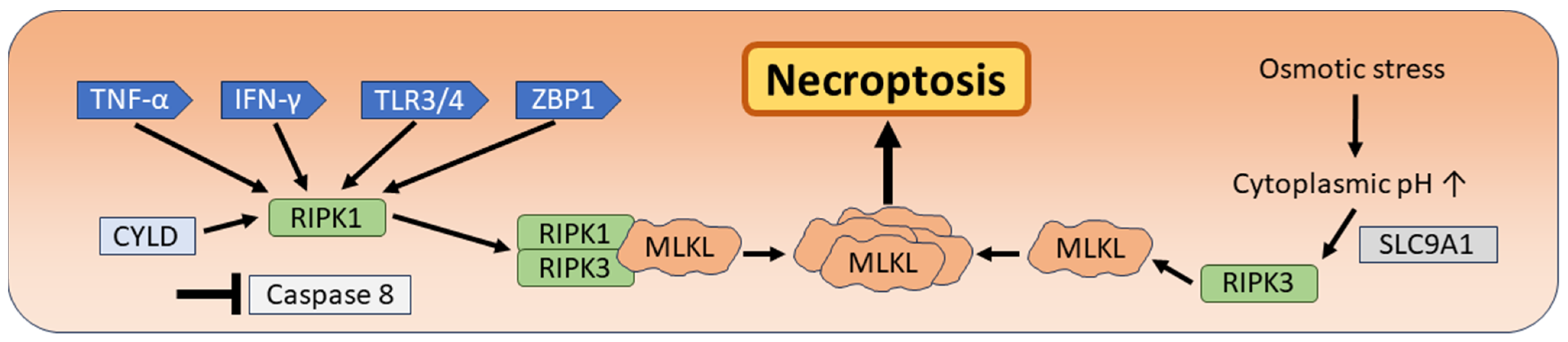 Biomedicines 12 01546 g004