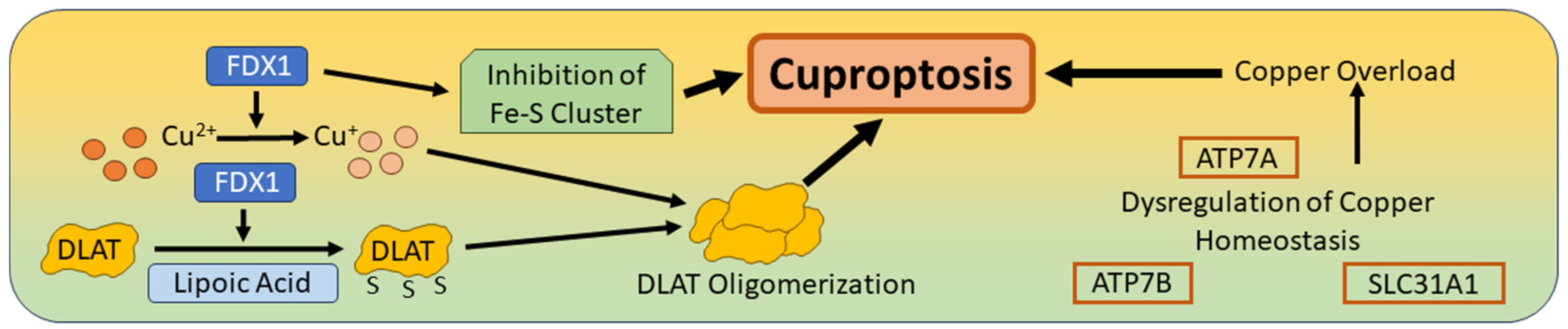 Biomedicines 12 01546 g005