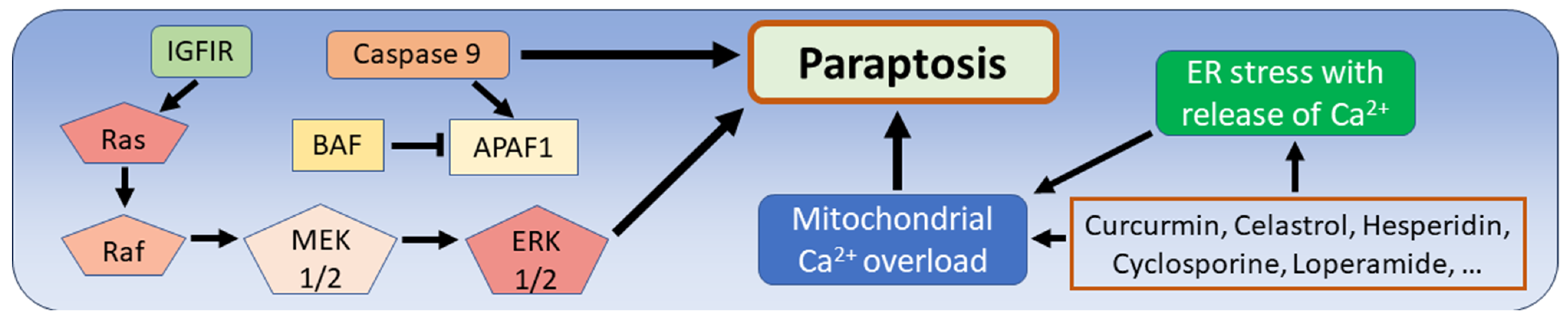 Biomedicines 12 01546 g006