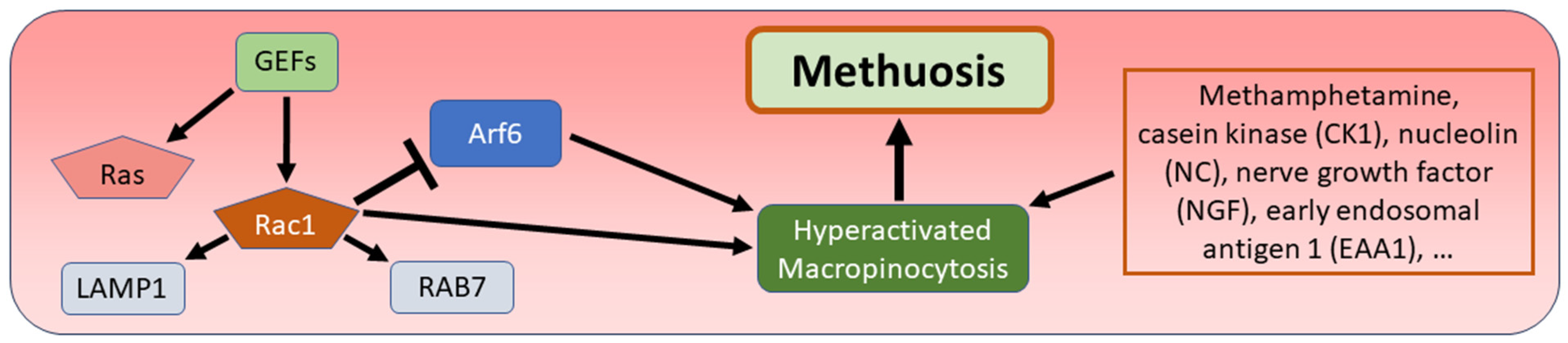 Biomedicines 12 01546 g007