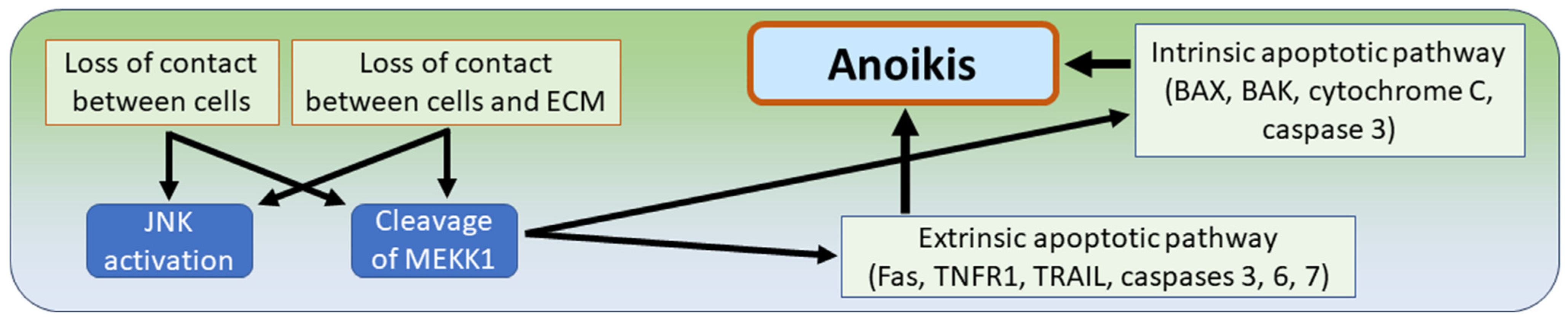 Biomedicines 12 01546 g009
