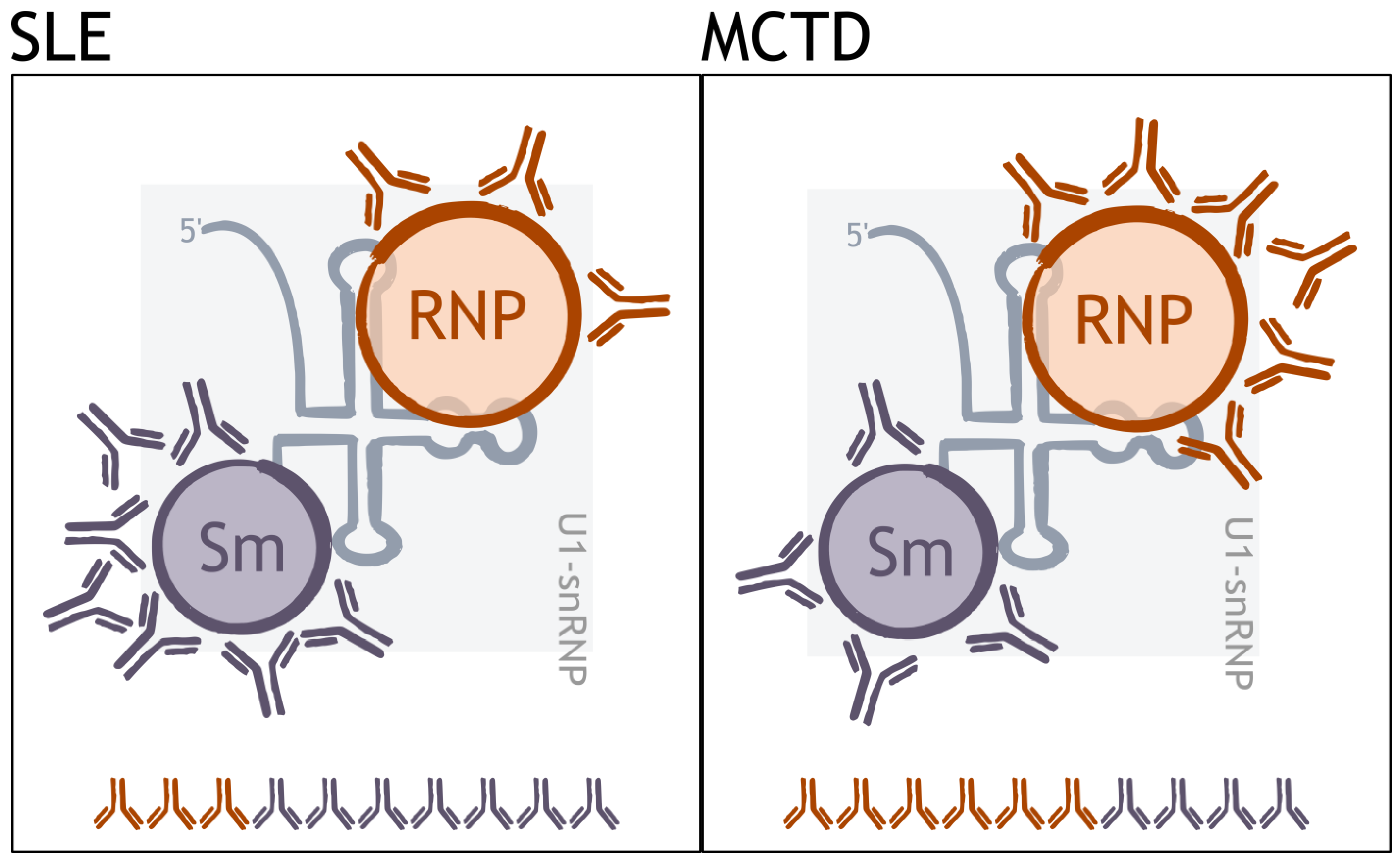 Biomedicines 12 01552 g004