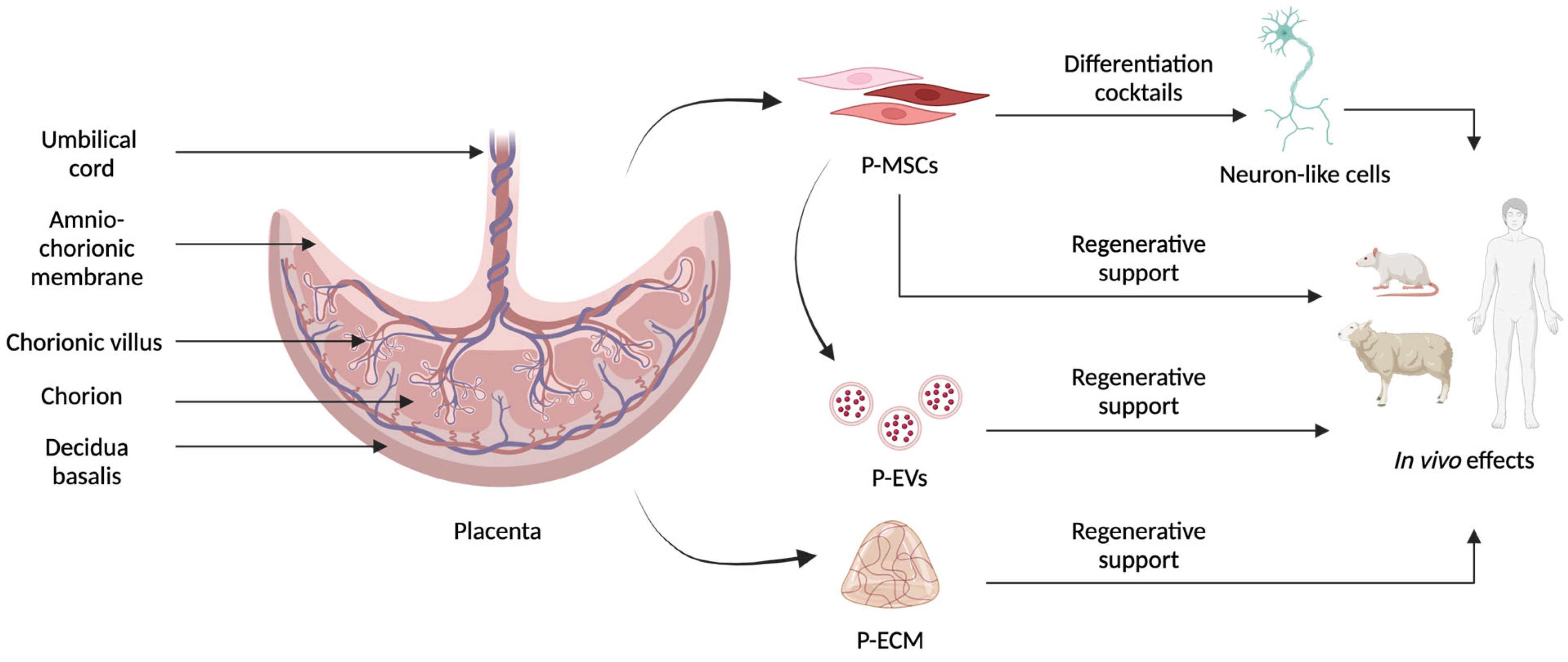 Biomedicines 12 01567 g001