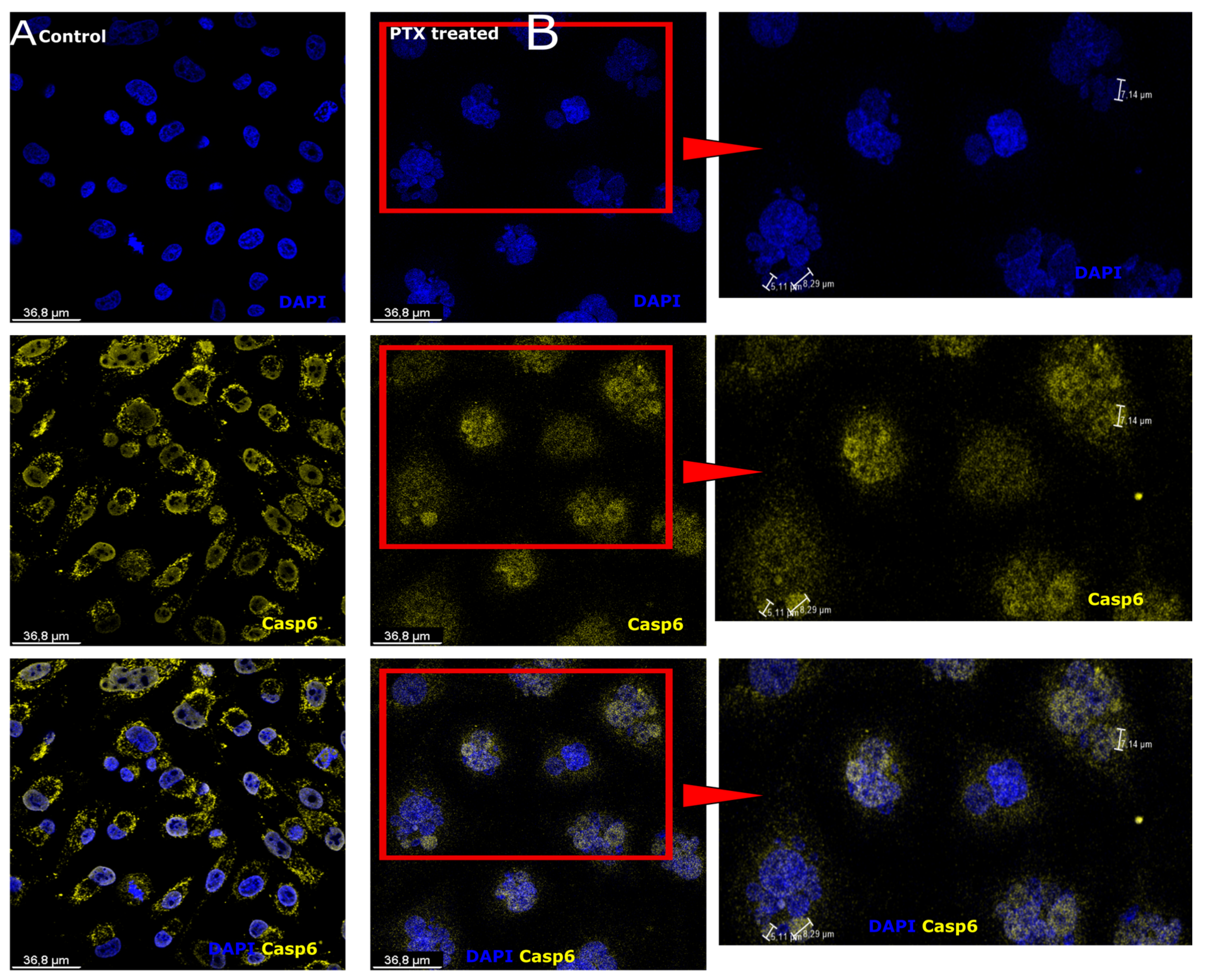 Biomedicines 12 01576 g002