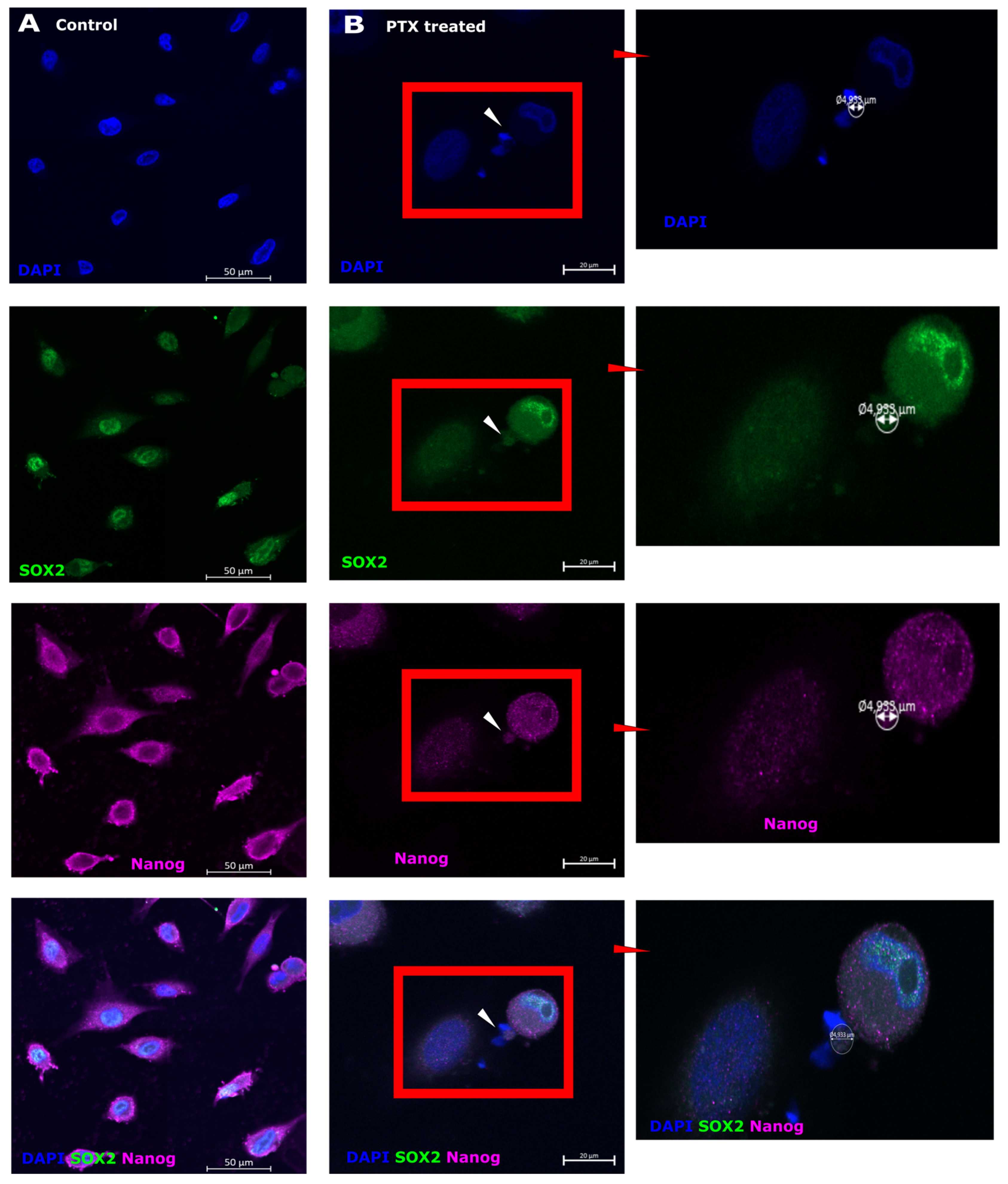 Biomedicines 12 01576 g004