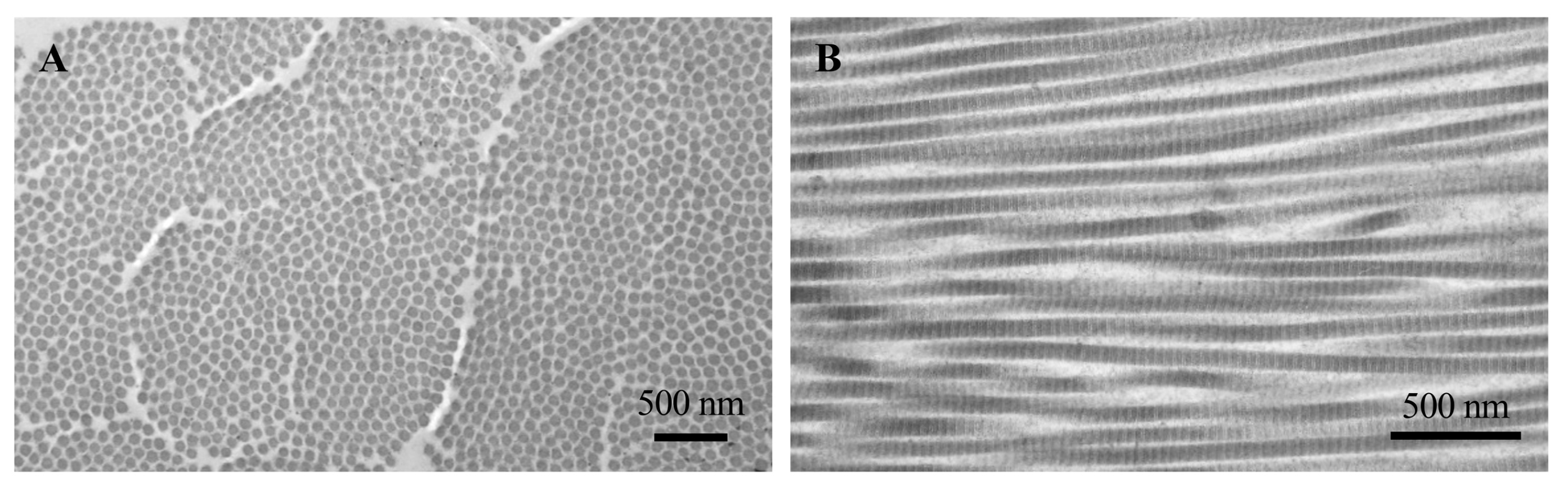 Biomedicines 12 01586 g003