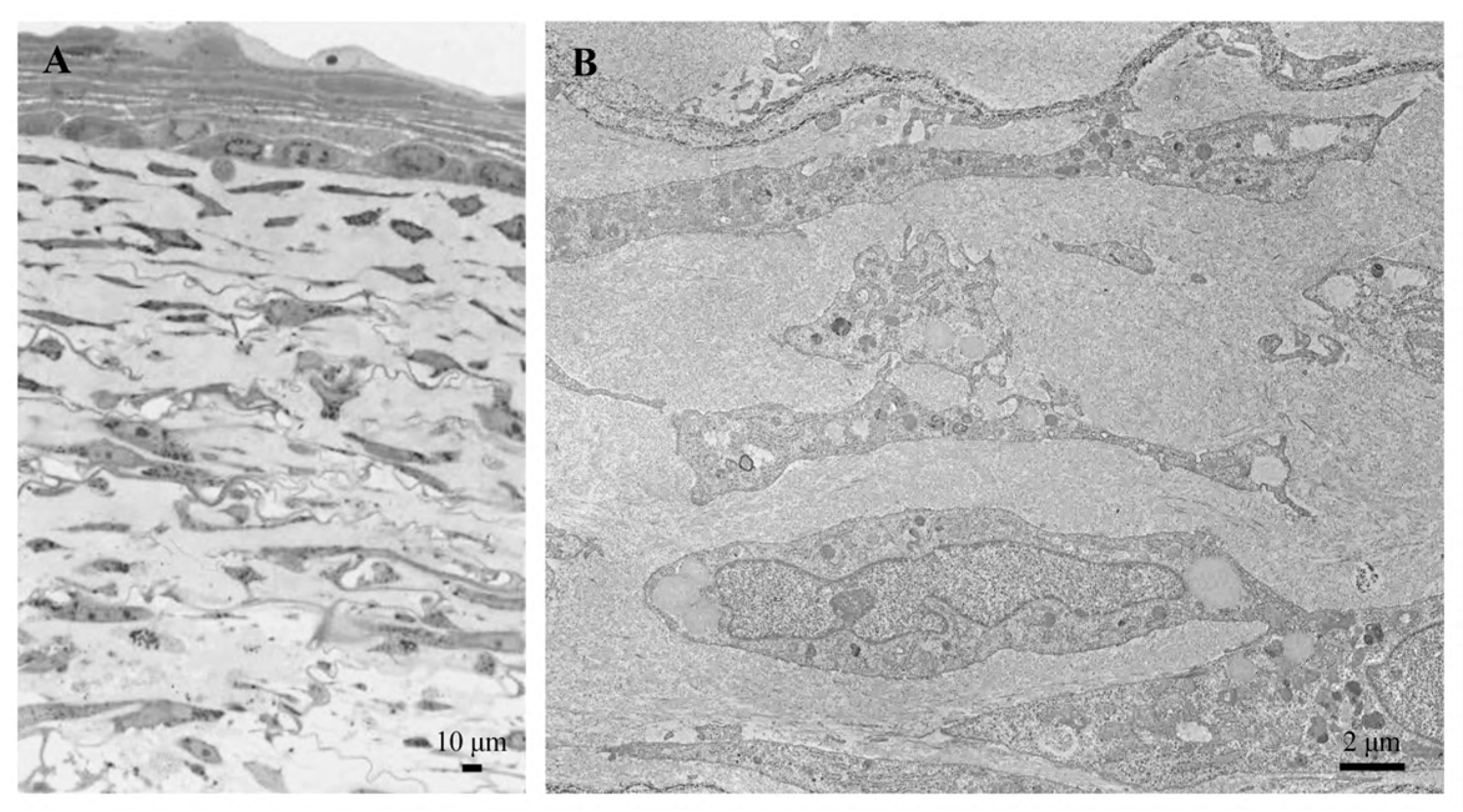Biomedicines 12 01586 g006
