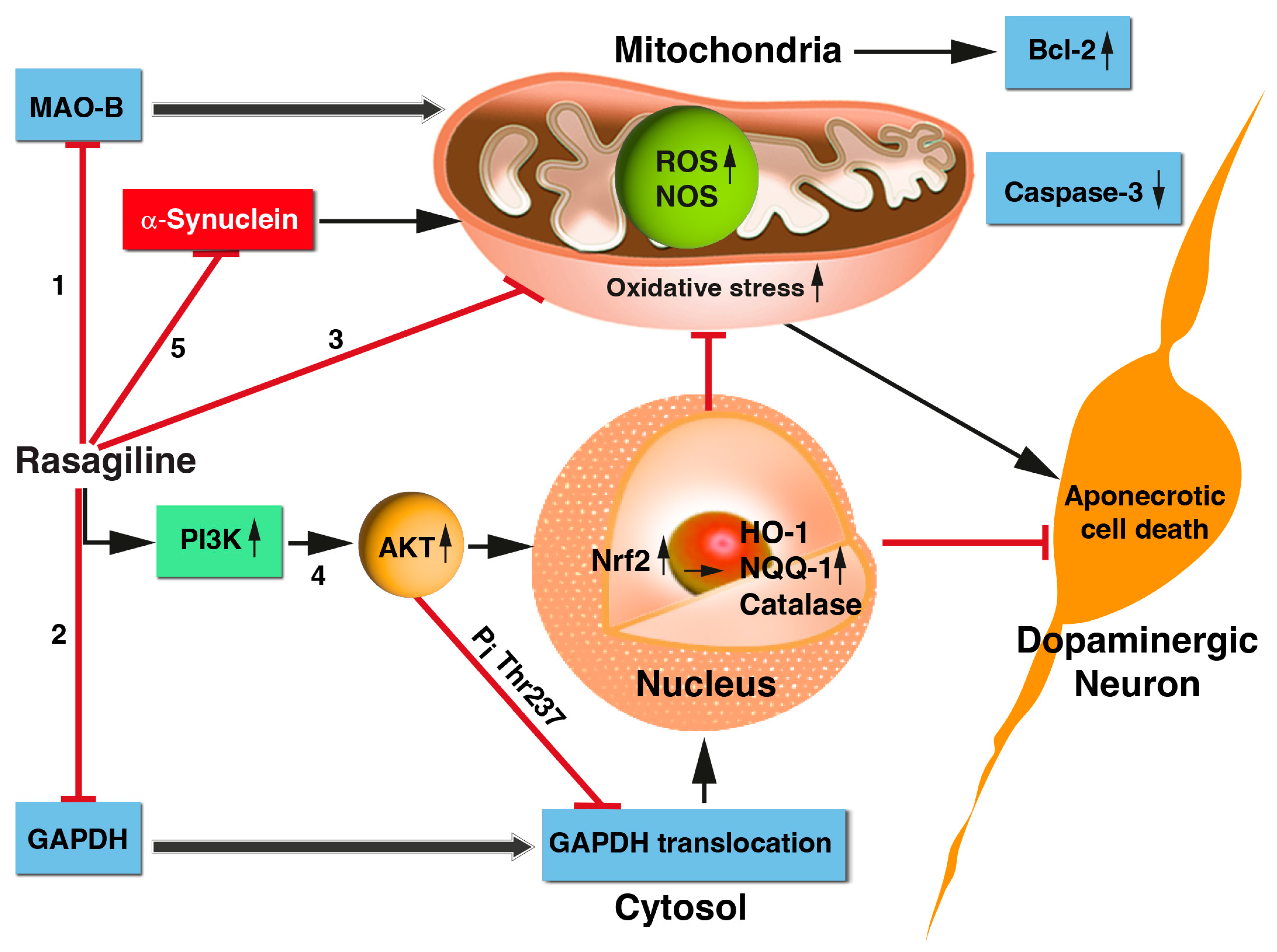 Biomedicines 12 01592 g007