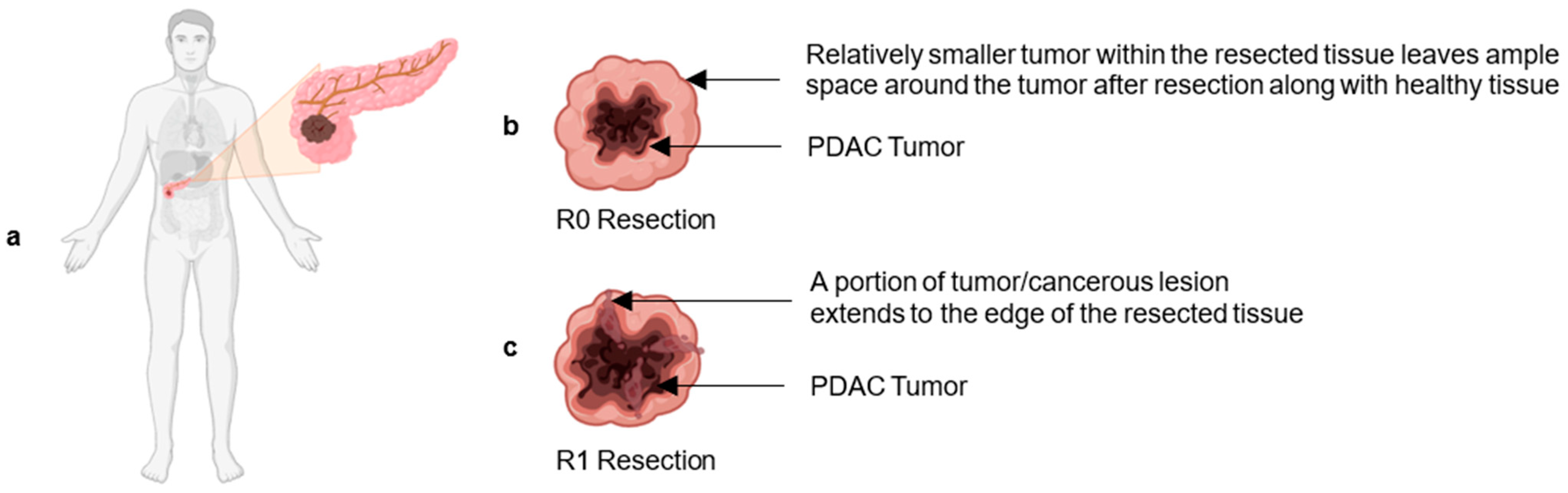 Biomedicines 12 01596 g001