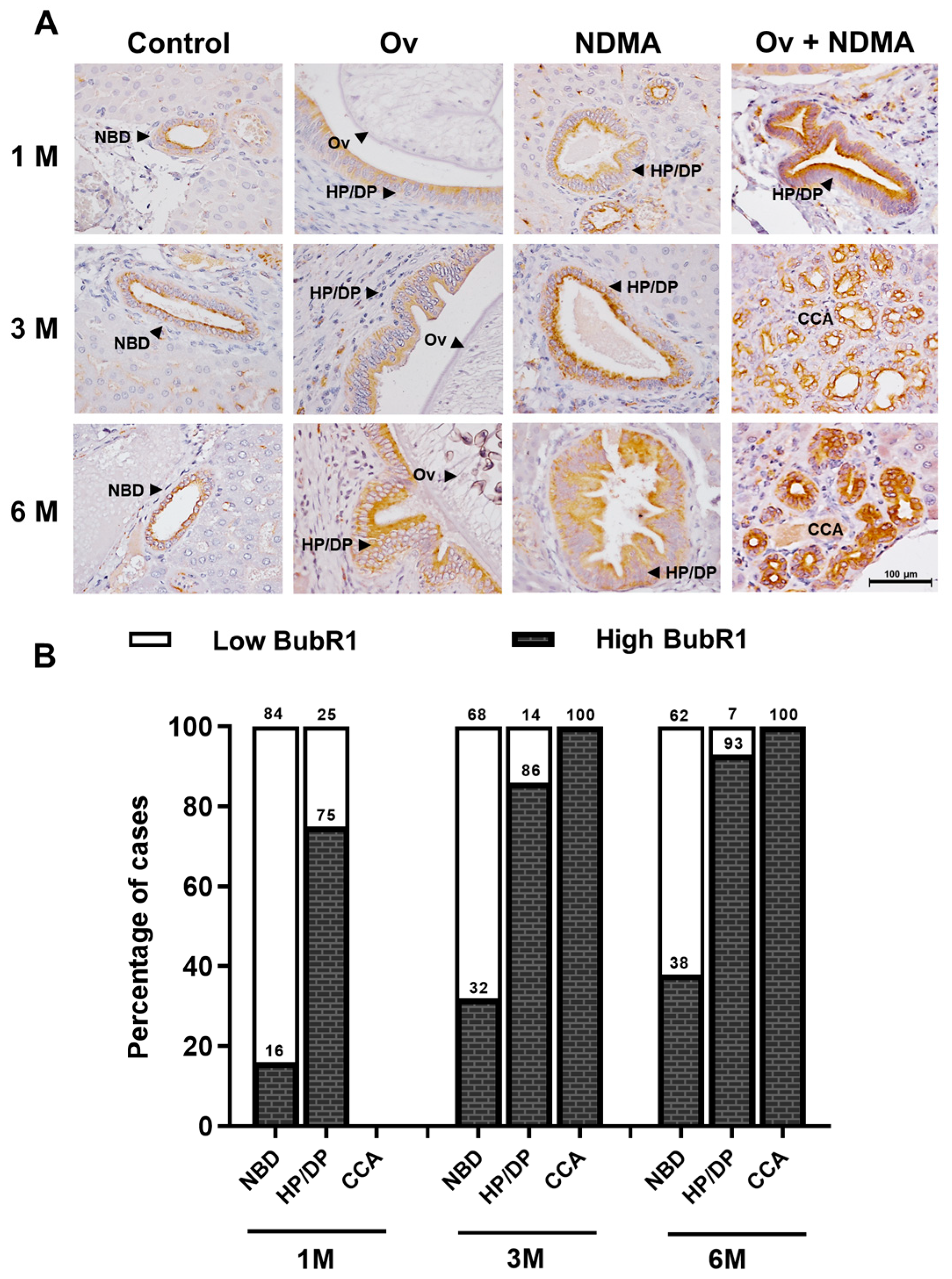Biomedicines 12 01611 g001