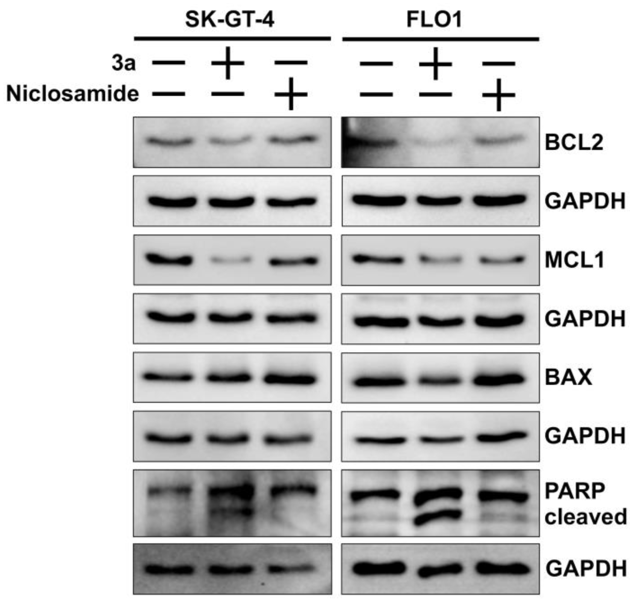 Biomedicines 12 01621 g004