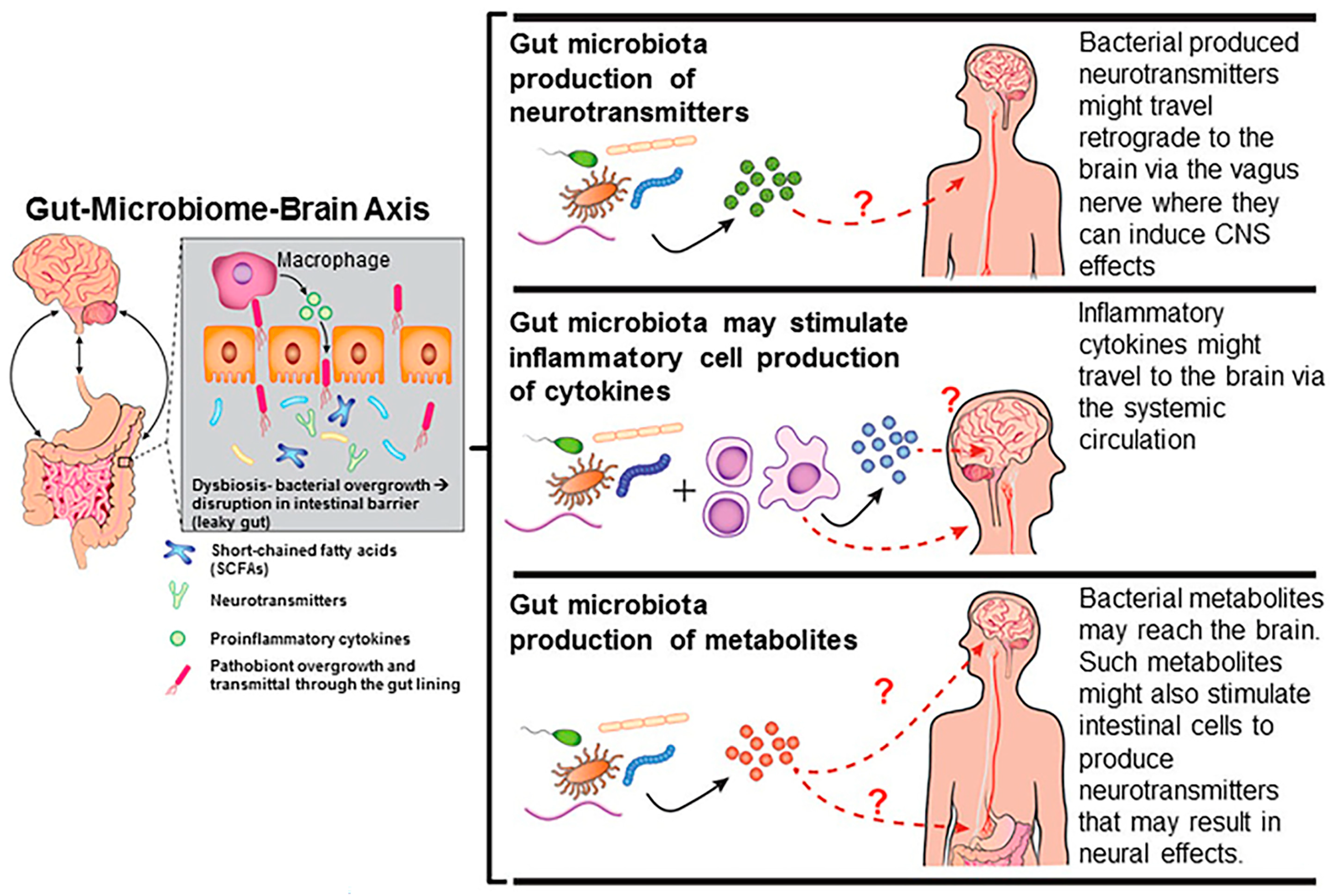 Biomedicines 12 01628 g002