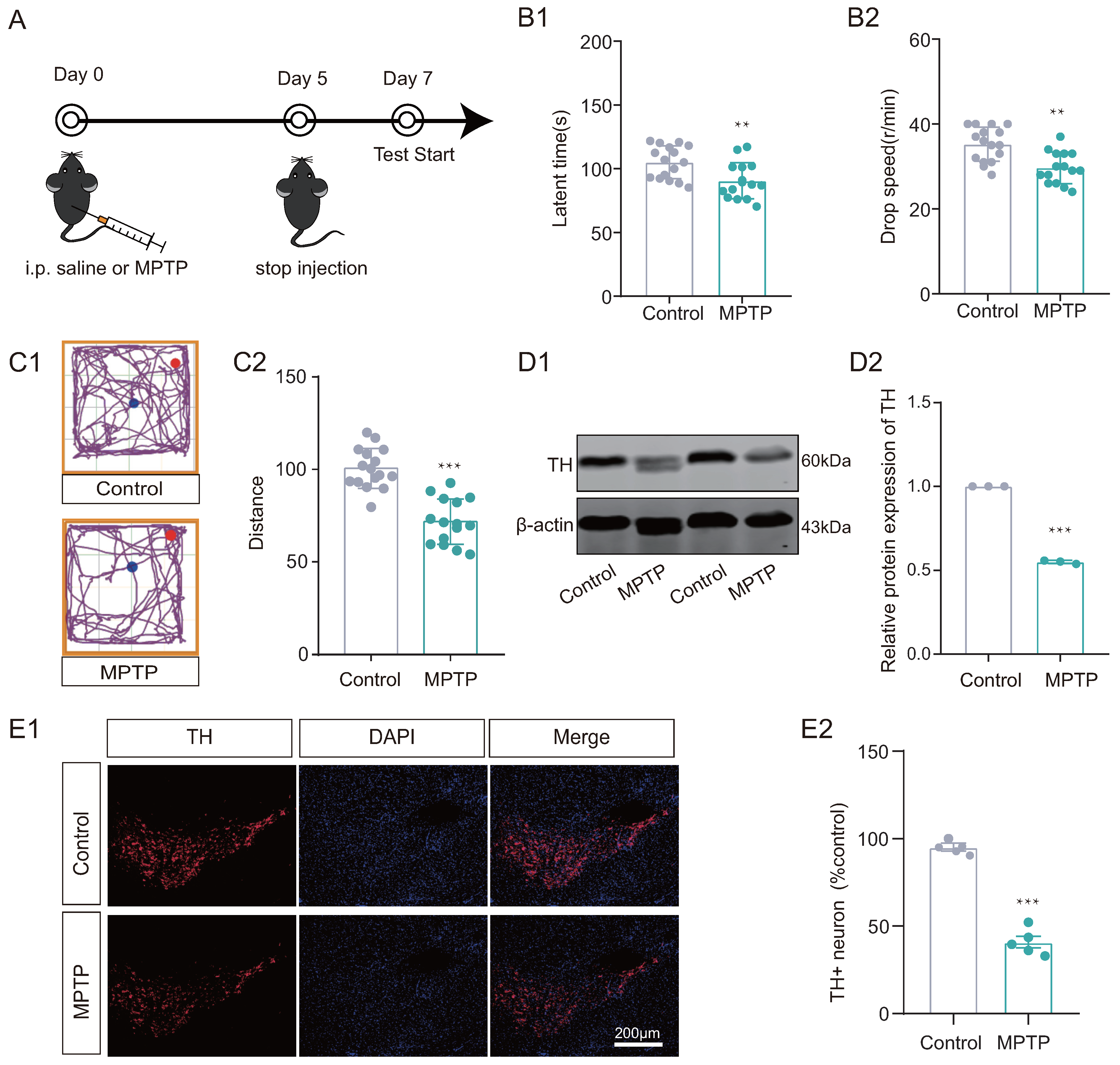 Biomedicines 12 01634 g002