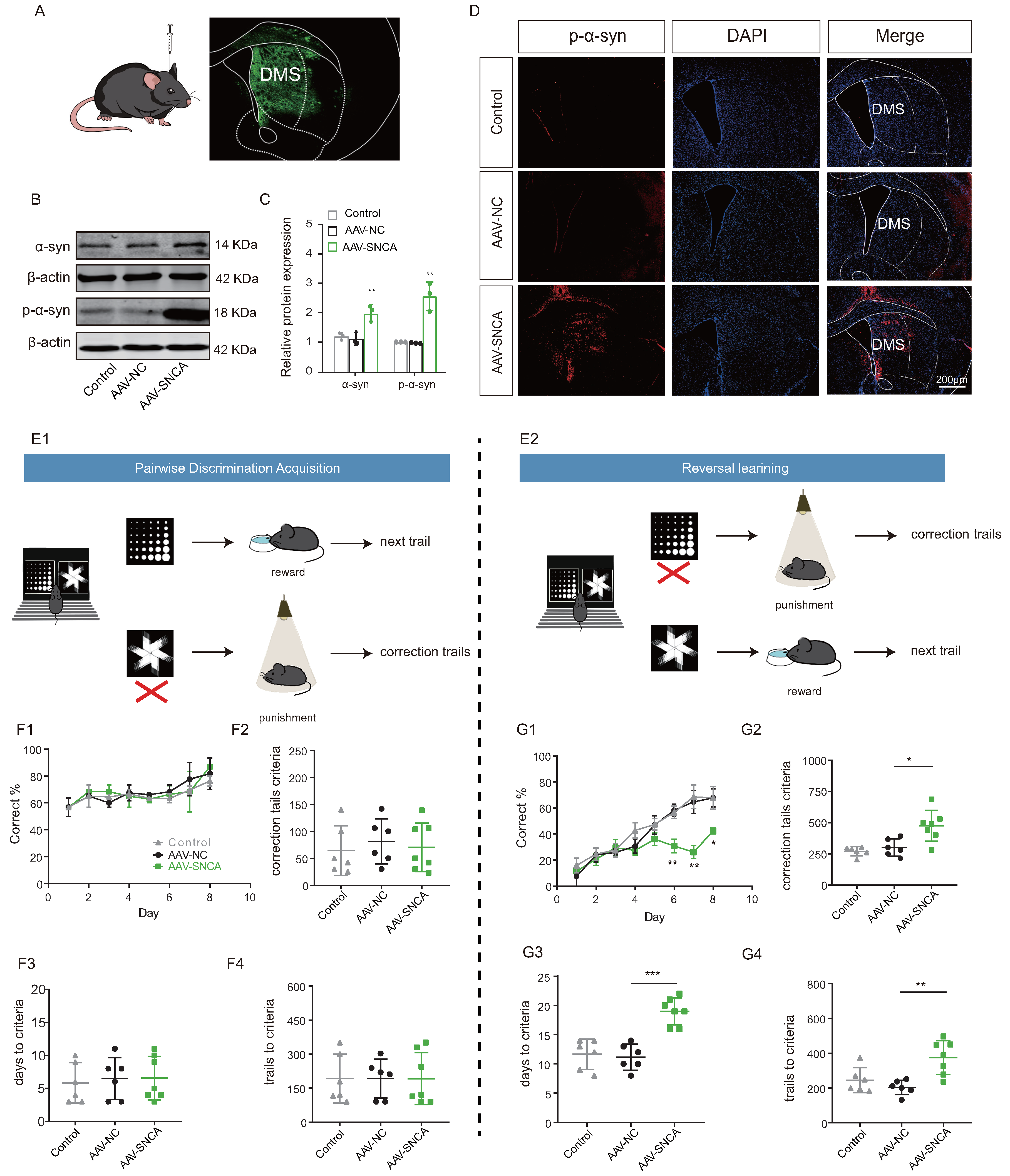Biomedicines 12 01634 g004