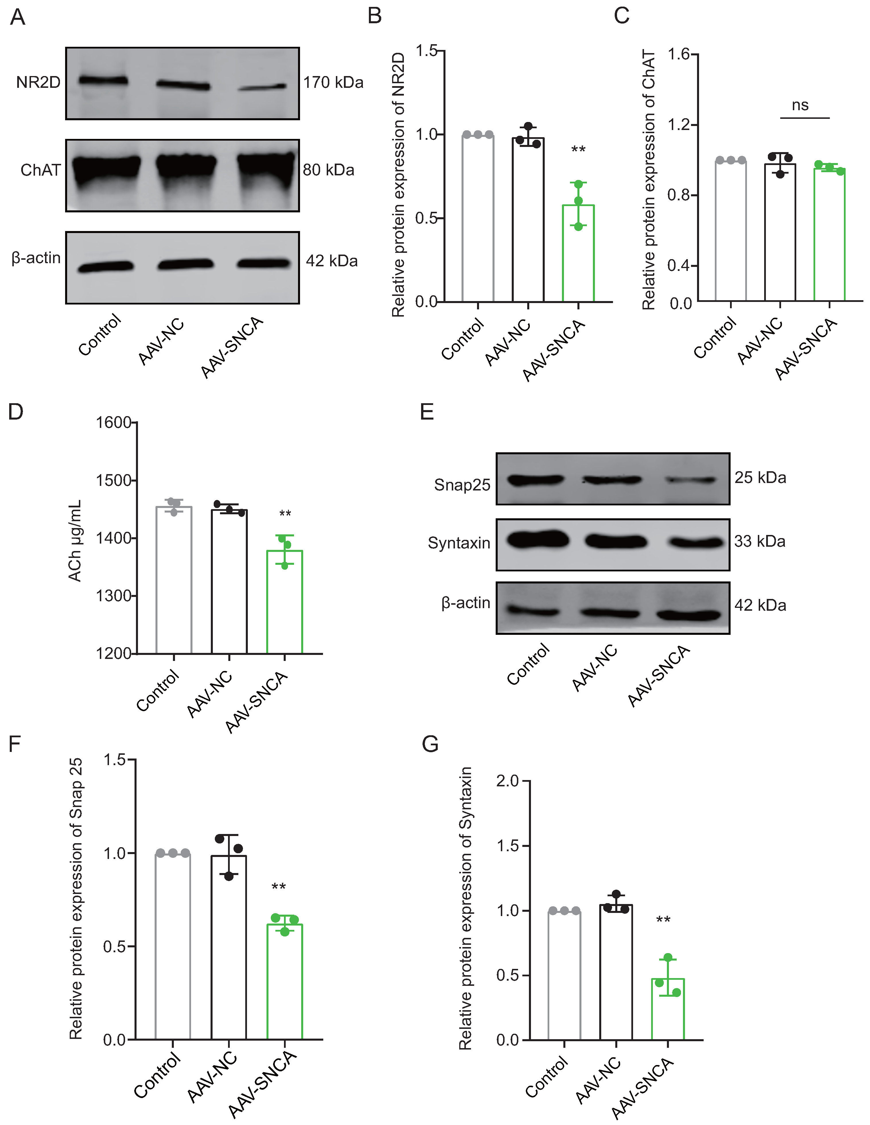 Biomedicines 12 01634 g005